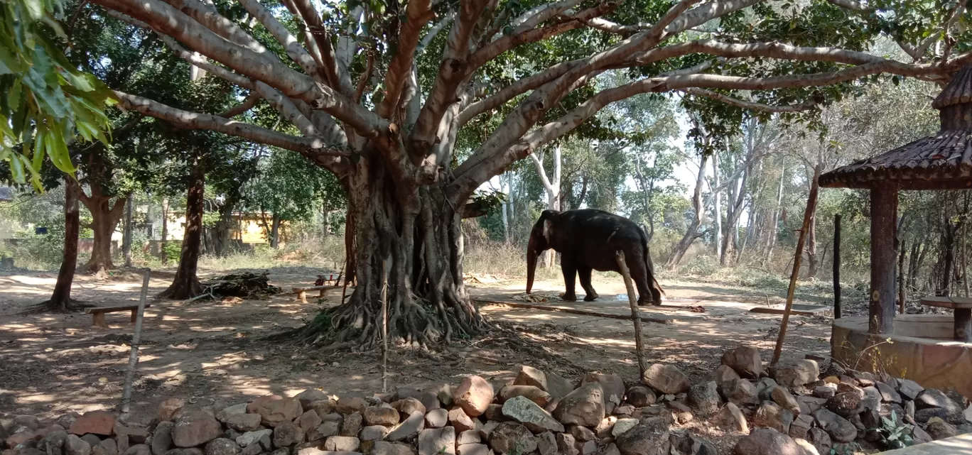 Photo of Debrigarh Wildlife Sanctuary By Wanderlust Ashok