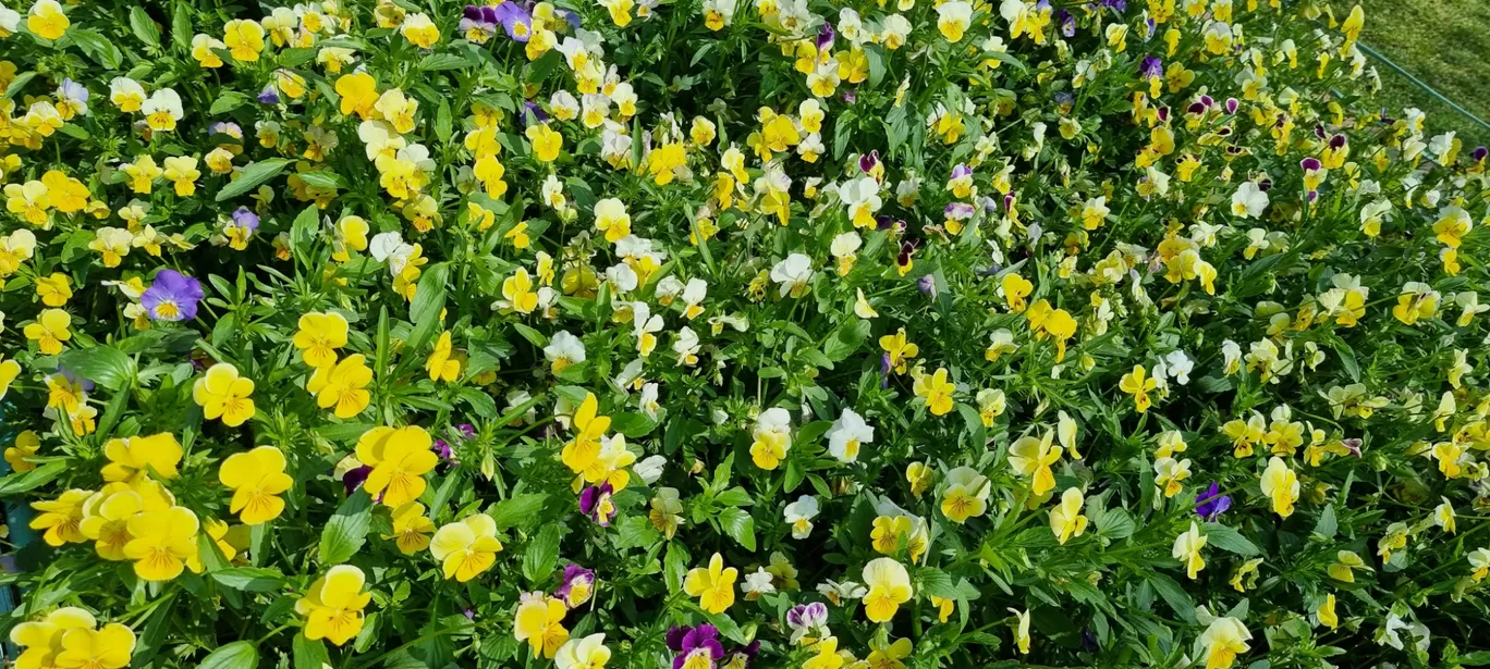 Photo of Sunder Nursery By Dr. Ruchir Rustagi