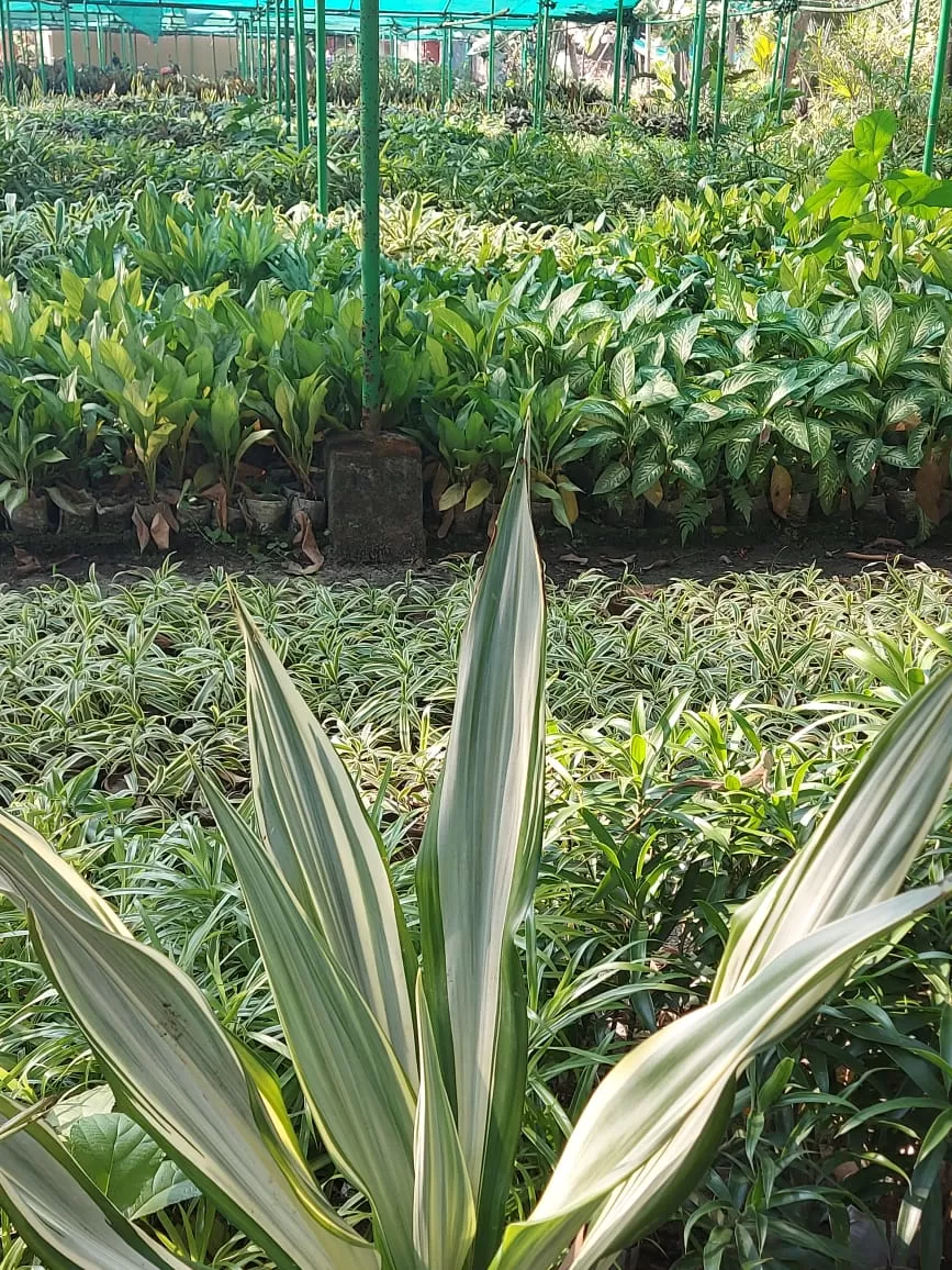 Photo of Bawali Farmhouse By Nabakumar Das