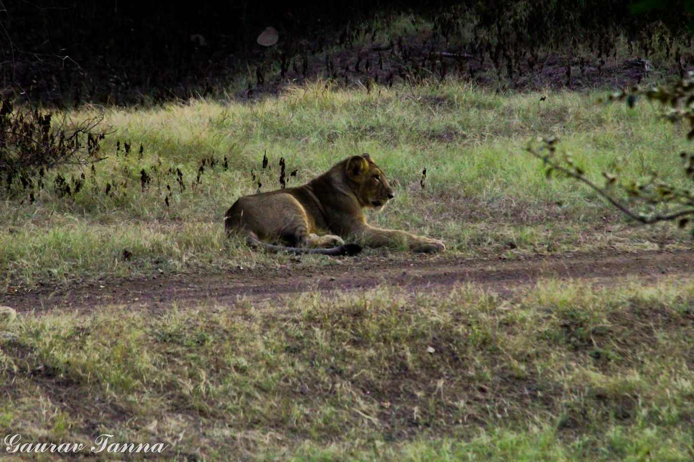 Photo of Visit To The King Of Jungle - Gir Forest By Gaurav Tanna 