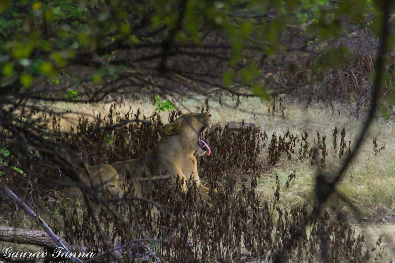 Photo of Visit To The King Of Jungle - Gir Forest By Gaurav Tanna 