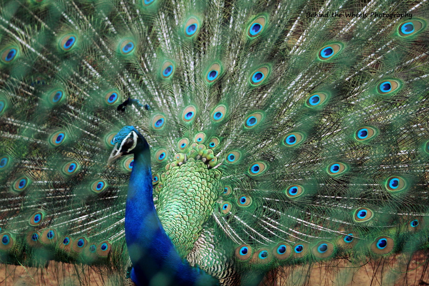 Photo of Wildlife safari at Bannerghatta National Park By Bhuvanesh Waran