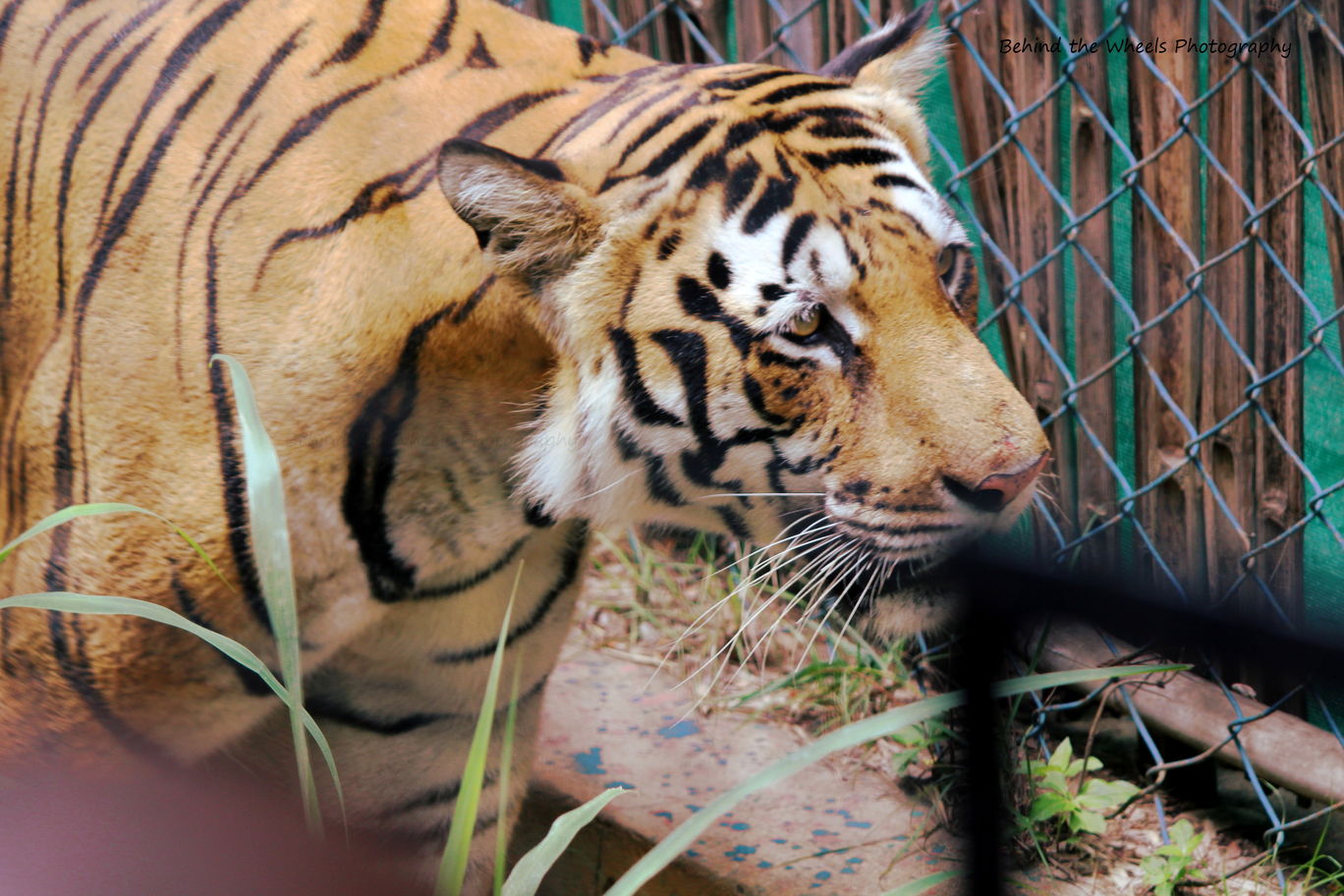 Photo of Wildlife safari at Bannerghatta National Park By Bhuvanesh Waran