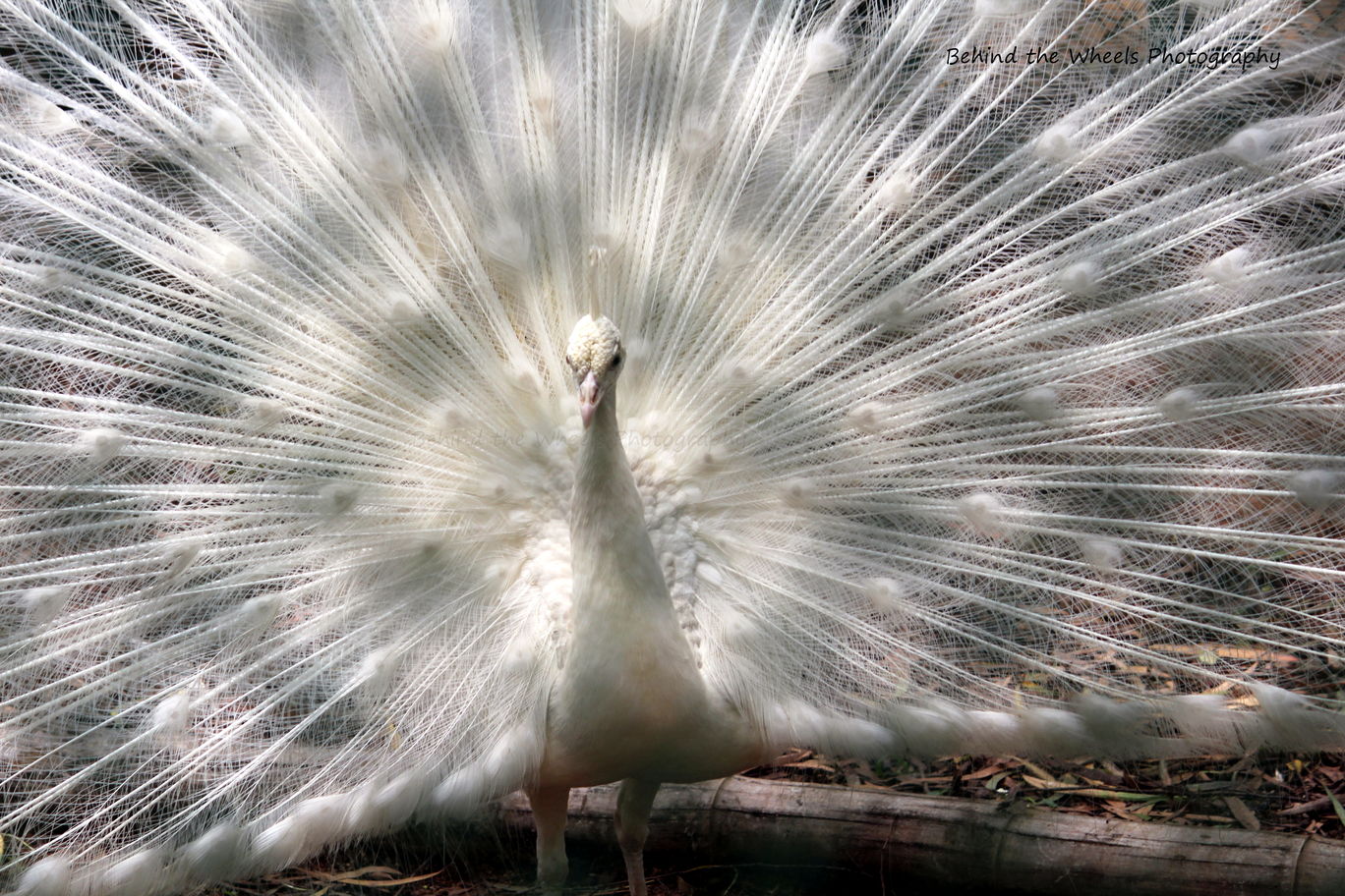 Photo of Wildlife safari at Bannerghatta National Park By Bhuvanesh Waran