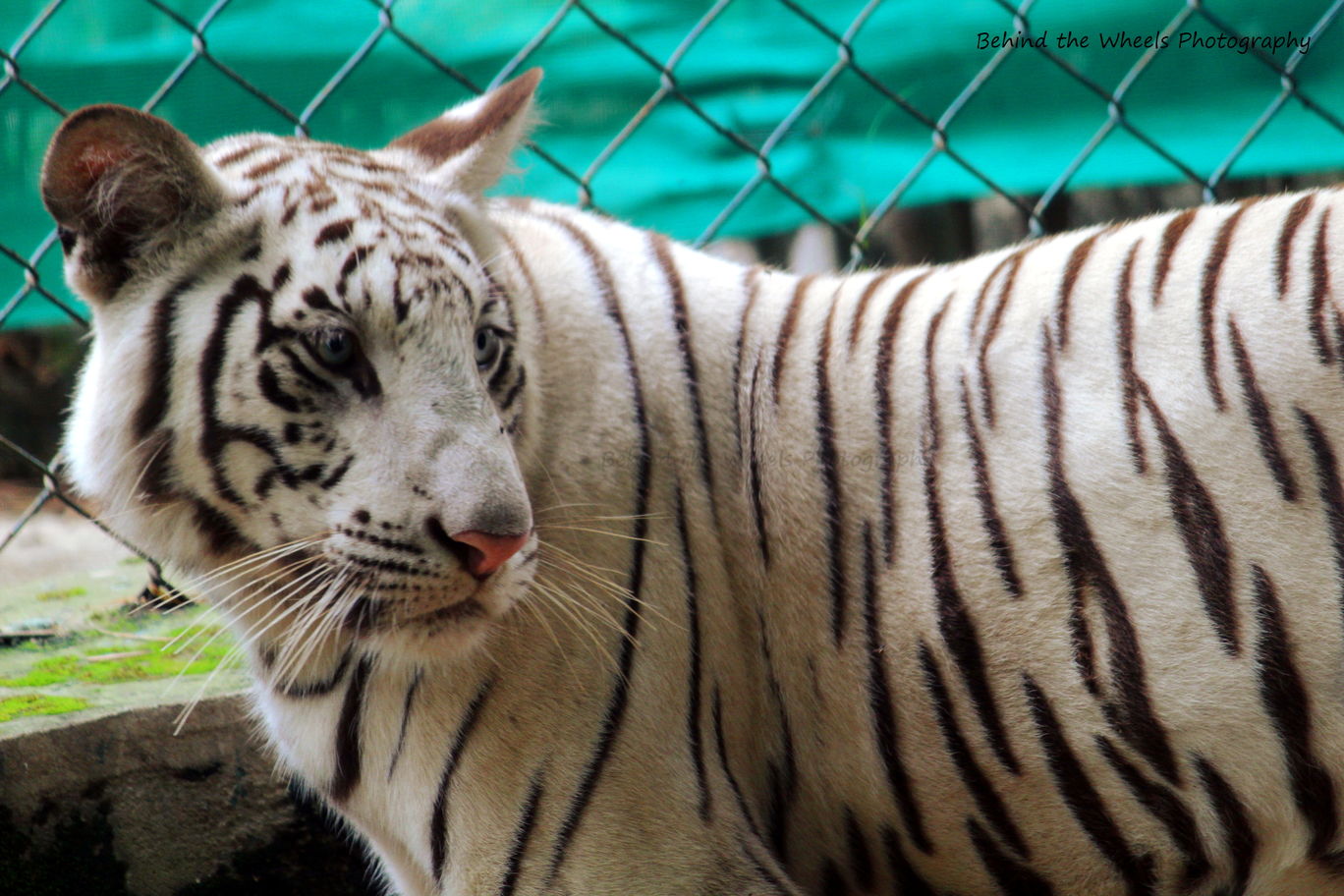 Photo of Wildlife safari at Bannerghatta National Park By Bhuvanesh Waran