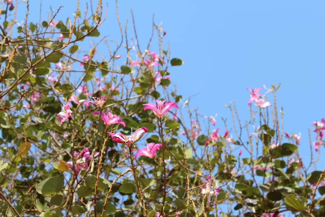 Photo of Pondicherry By sumedha das