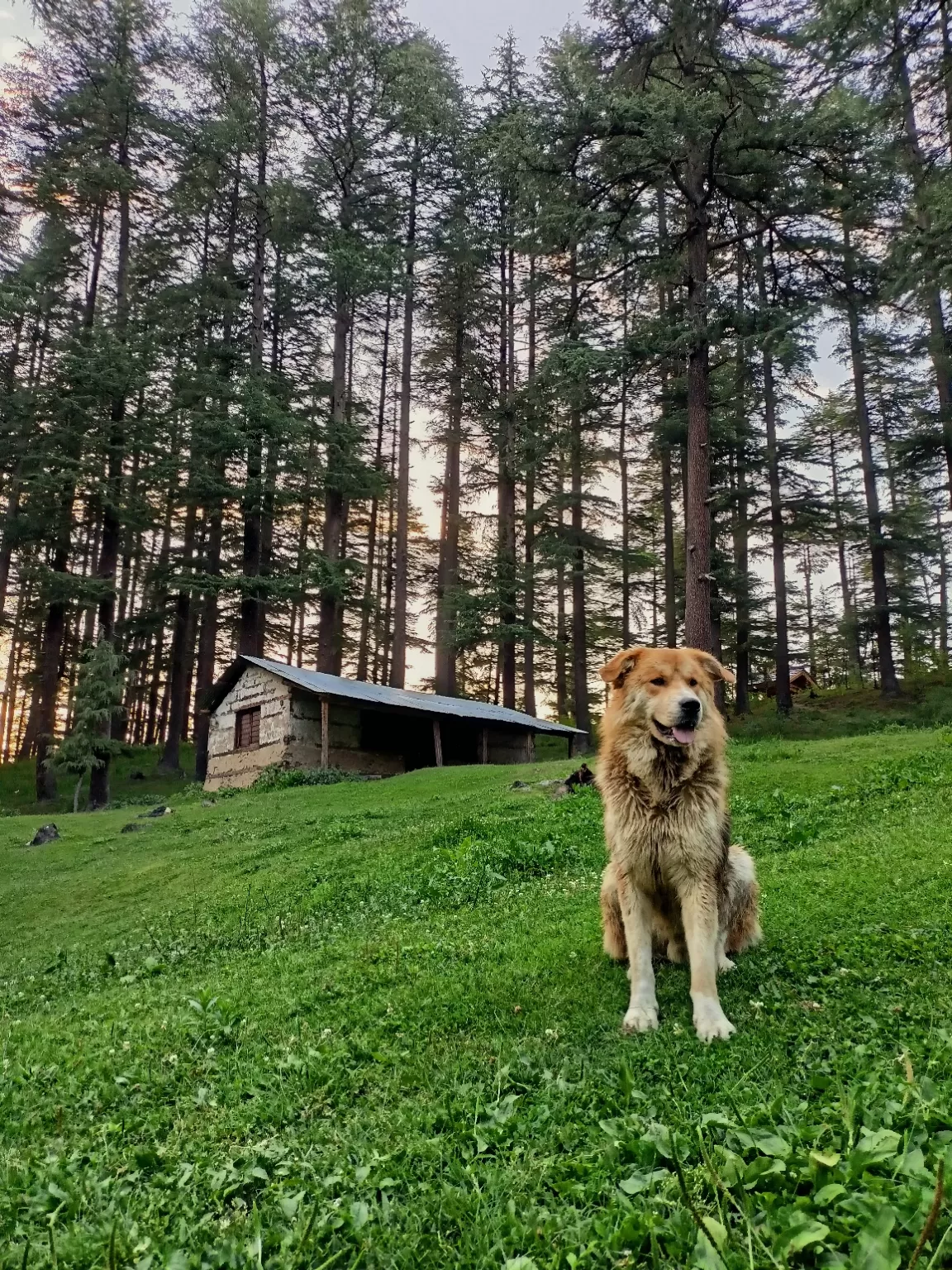 Photo of Jibhi By Ashish Bhardwaj