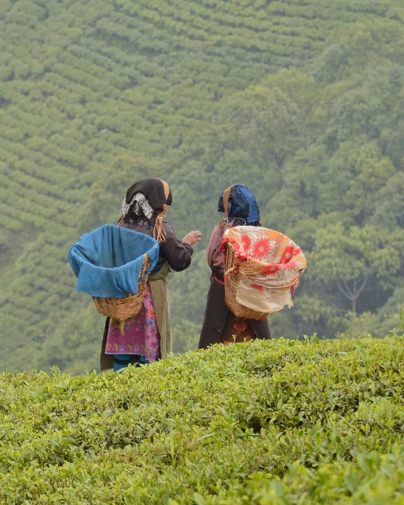 Photo of Darjeeling By Indrarup Saha