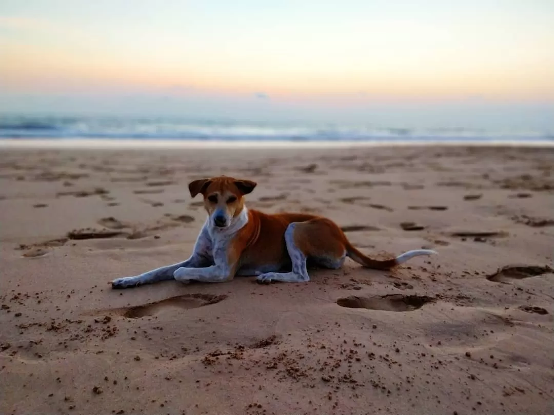 Photo of Sri Lanka By Shruti Jain