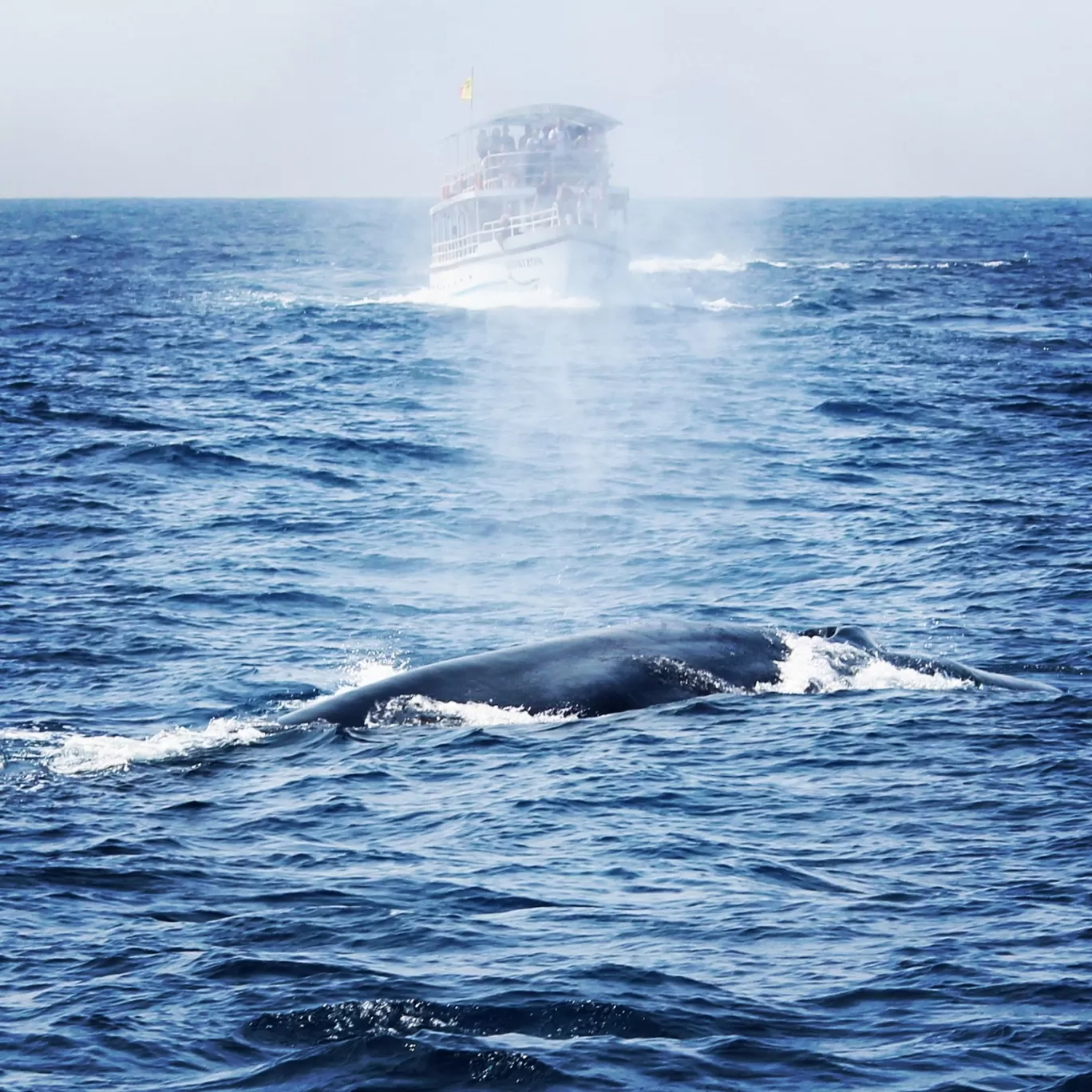 Photo of Sri Lanka By Shruti Jain