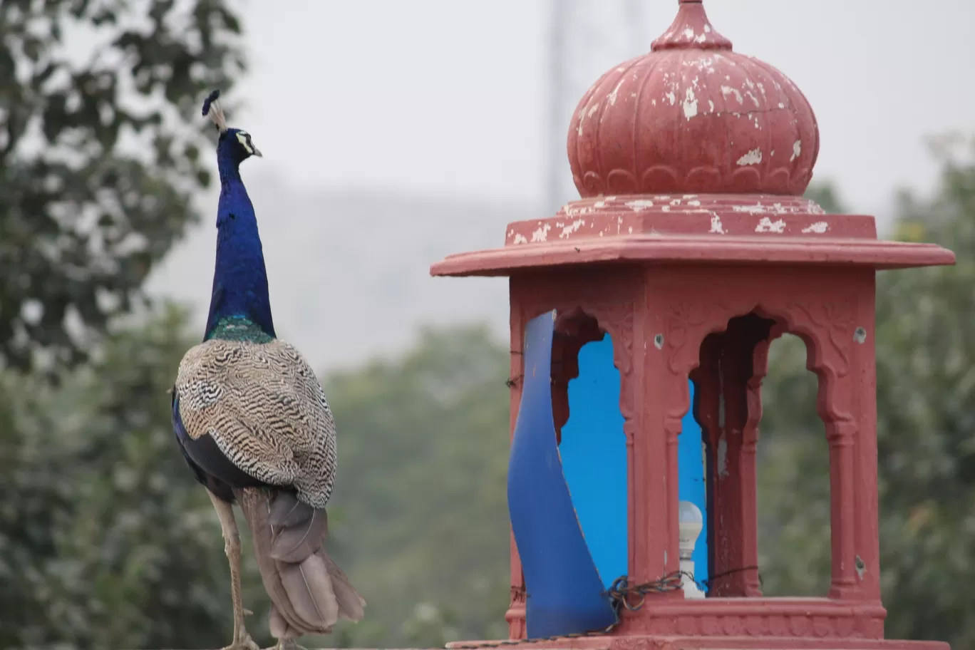 Photo of Alwar By Shruti Jain