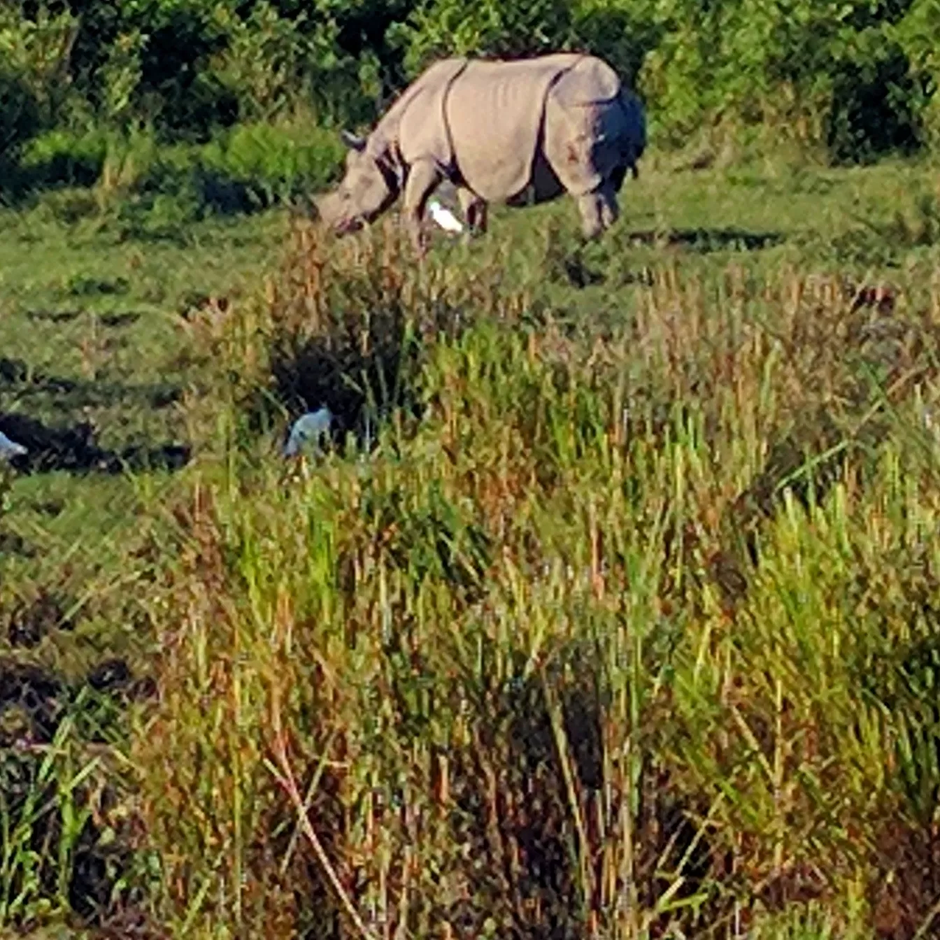 Photo of Assam By Shruti Jain