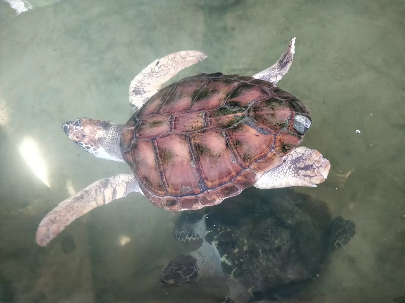 Photo of Sea Turtle Hatchery By Shruti Jain
