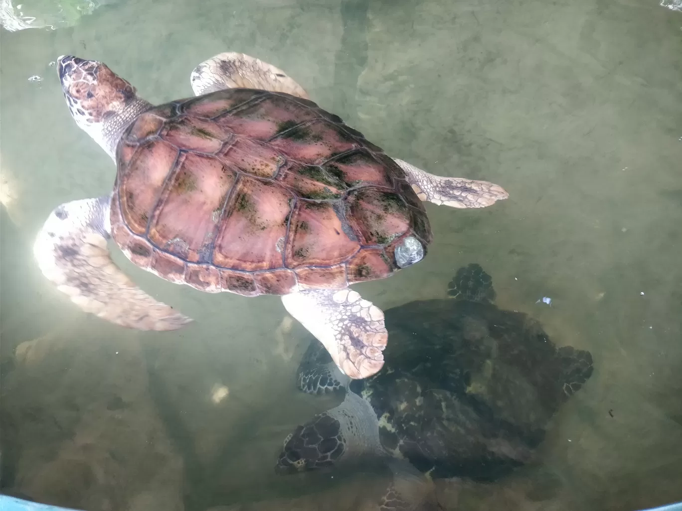 Photo of Sea Turtle Hatchery By Shruti Jain