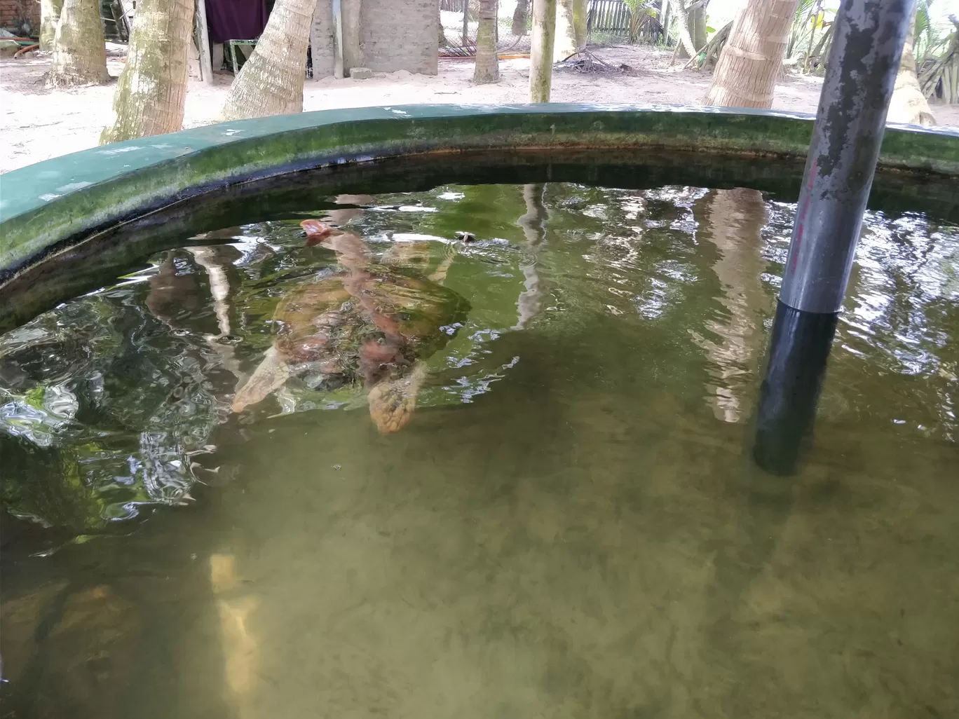 Photo of Sea Turtle Hatchery By Shruti Jain