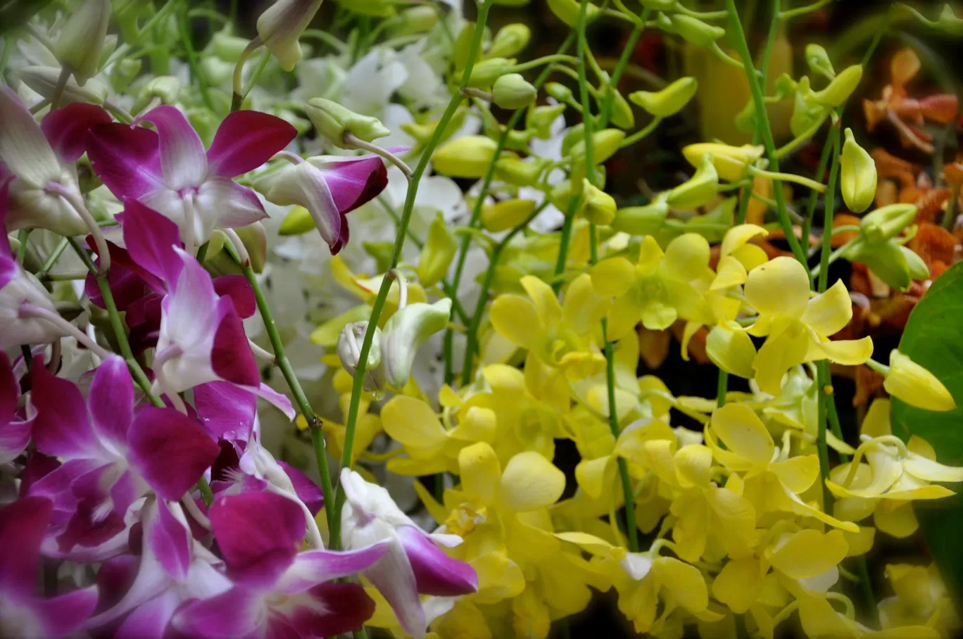 Photo of Lalbagh By Sukruth KS