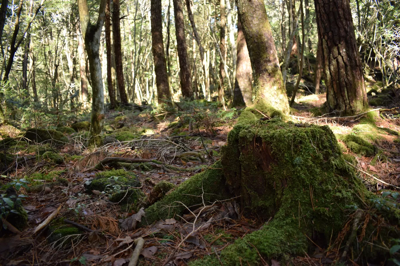 Photo of Aokigahara Forest By Shruti Sharma