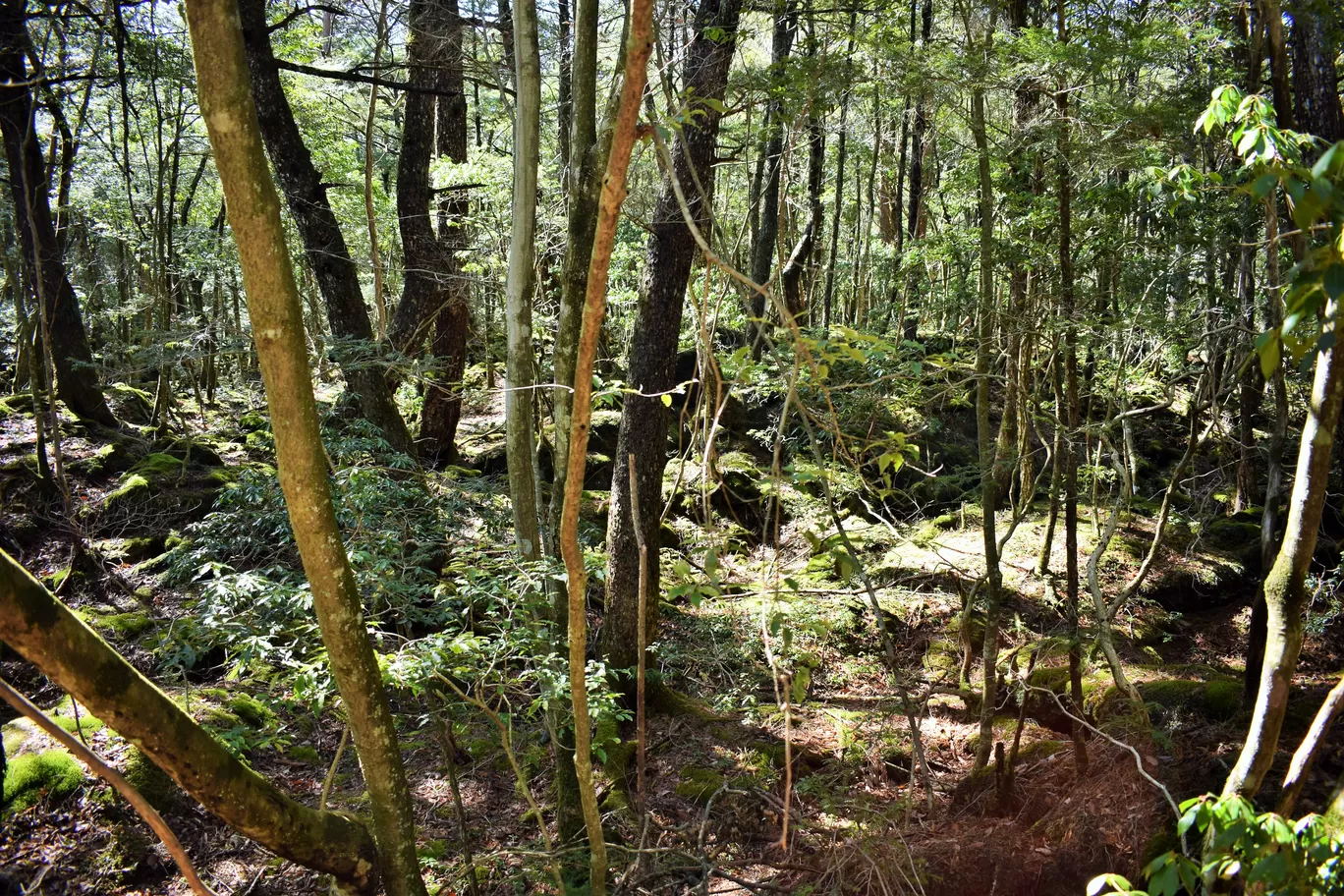 Photo of Aokigahara Forest By Shruti Sharma