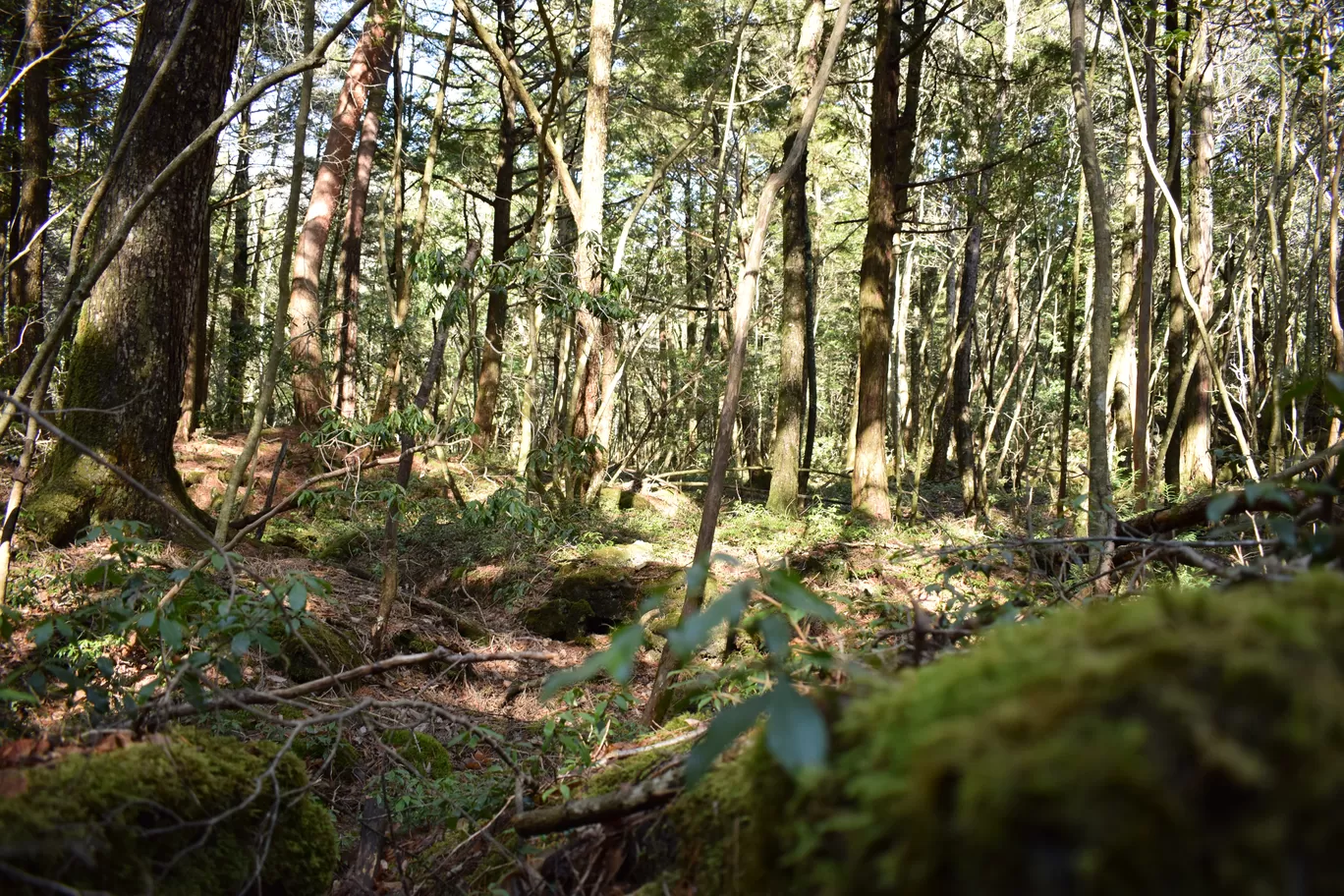 Photo of Aokigahara Forest By Shruti Sharma