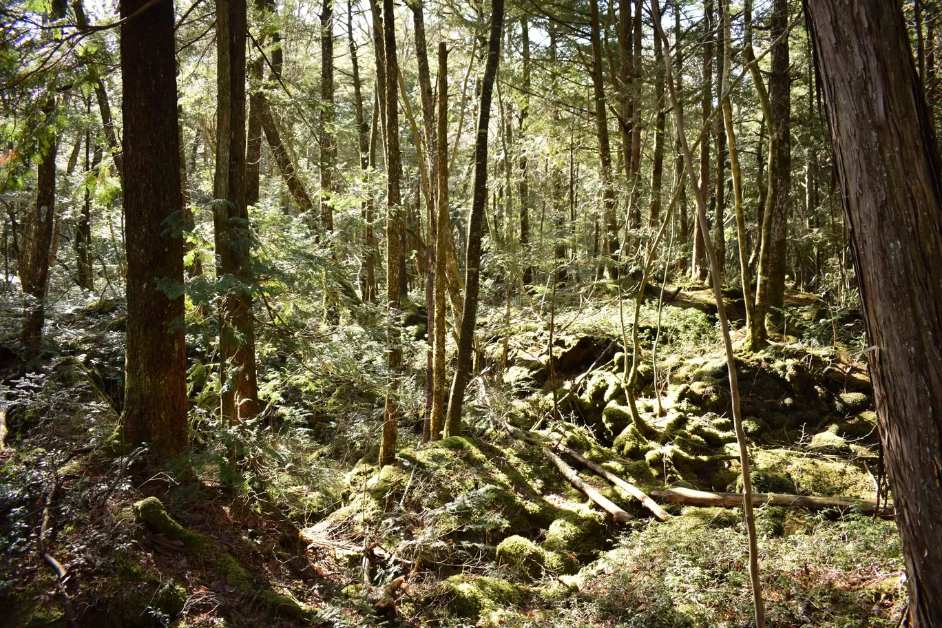 Photo of Aokigahara Forest By Shruti Sharma