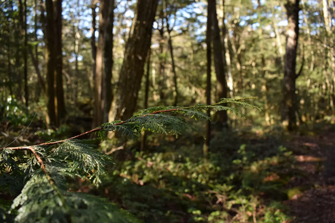 Photo of Aokigahara Forest By Shruti Sharma