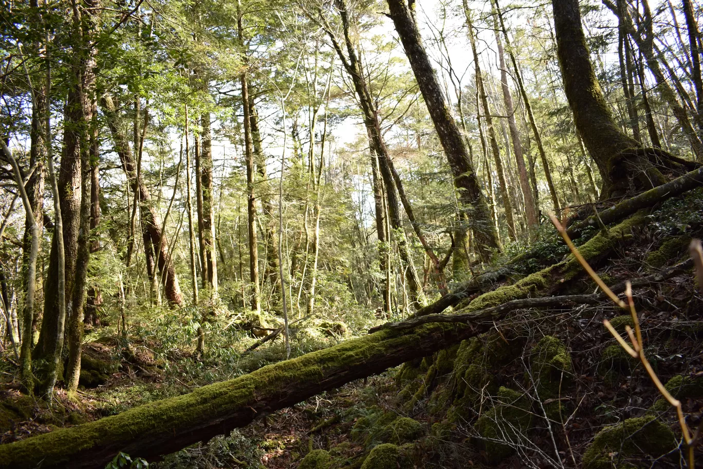 Photo of Aokigahara Forest By Shruti Sharma