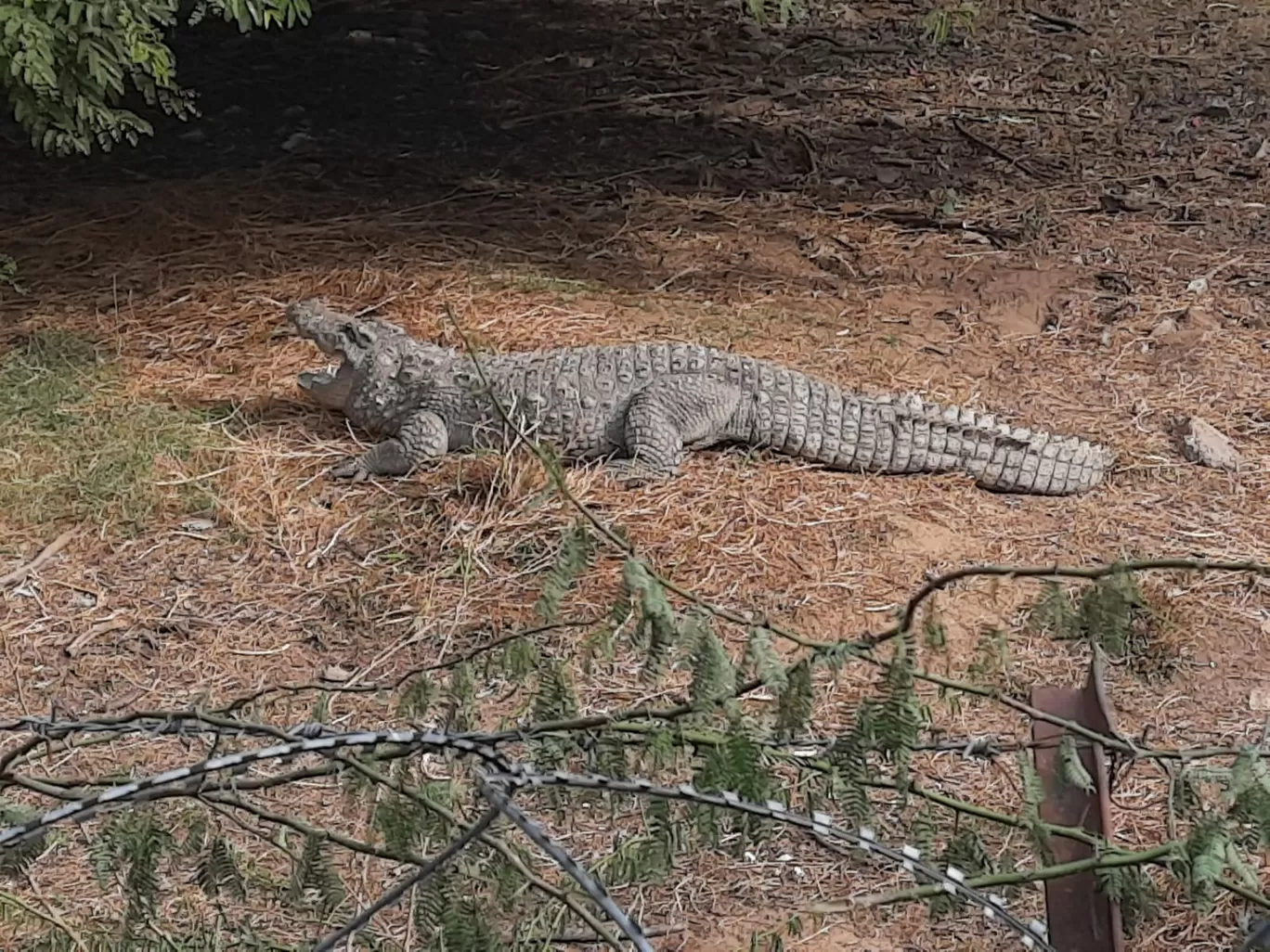 Photo of Nahargarh Biological Park By nandini sharma