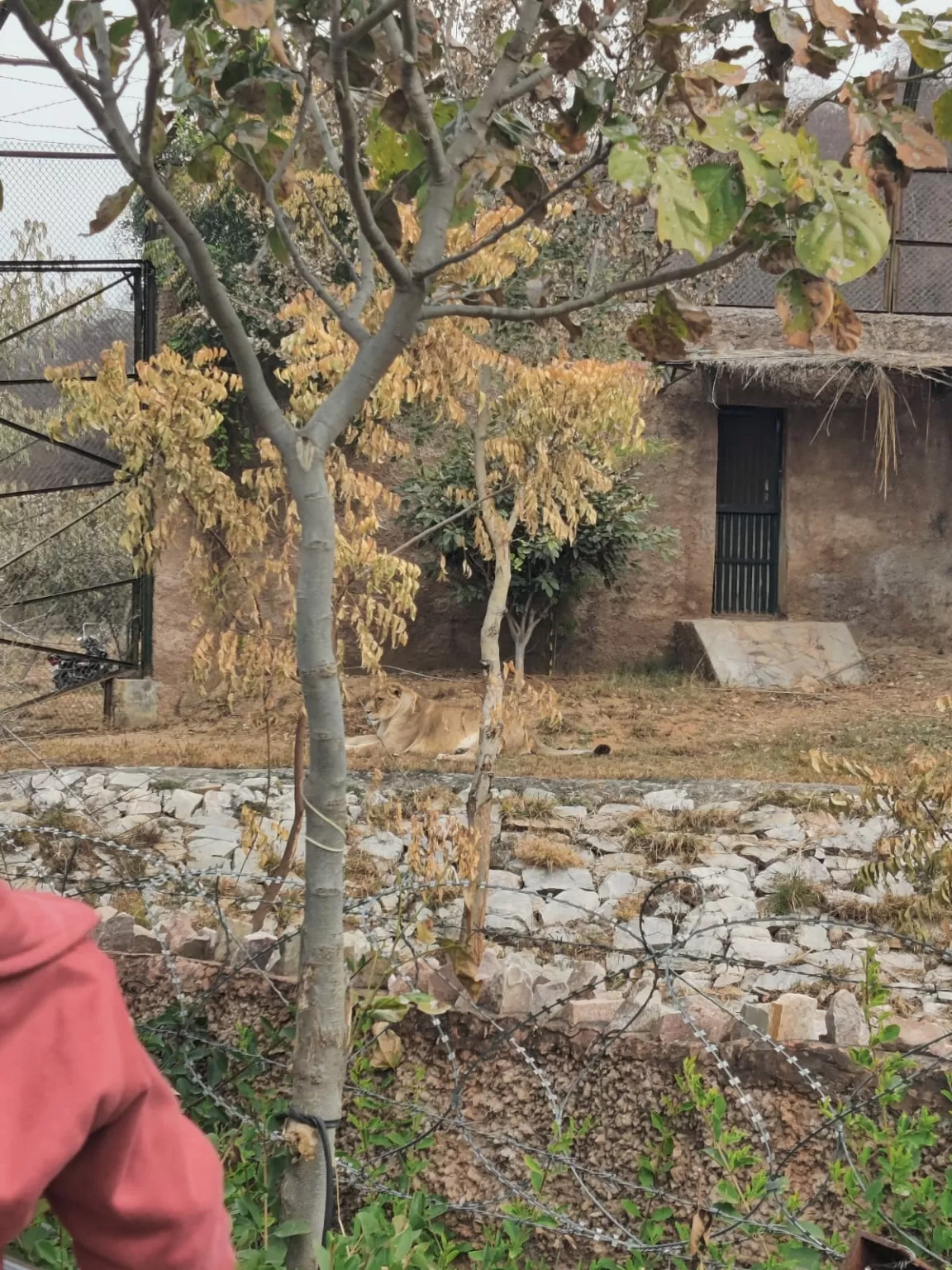 Photo of Nahargarh Biological Park By nandini sharma