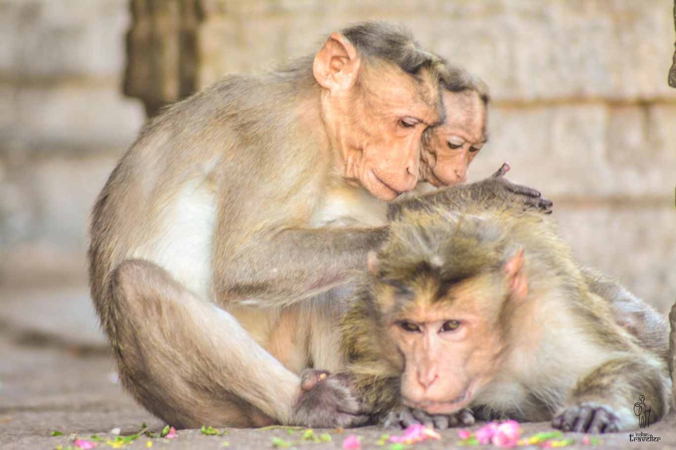 Photo of Land of ruins and boulders: Hampi, Karnataka - In pictures By Rishi Raj Singh