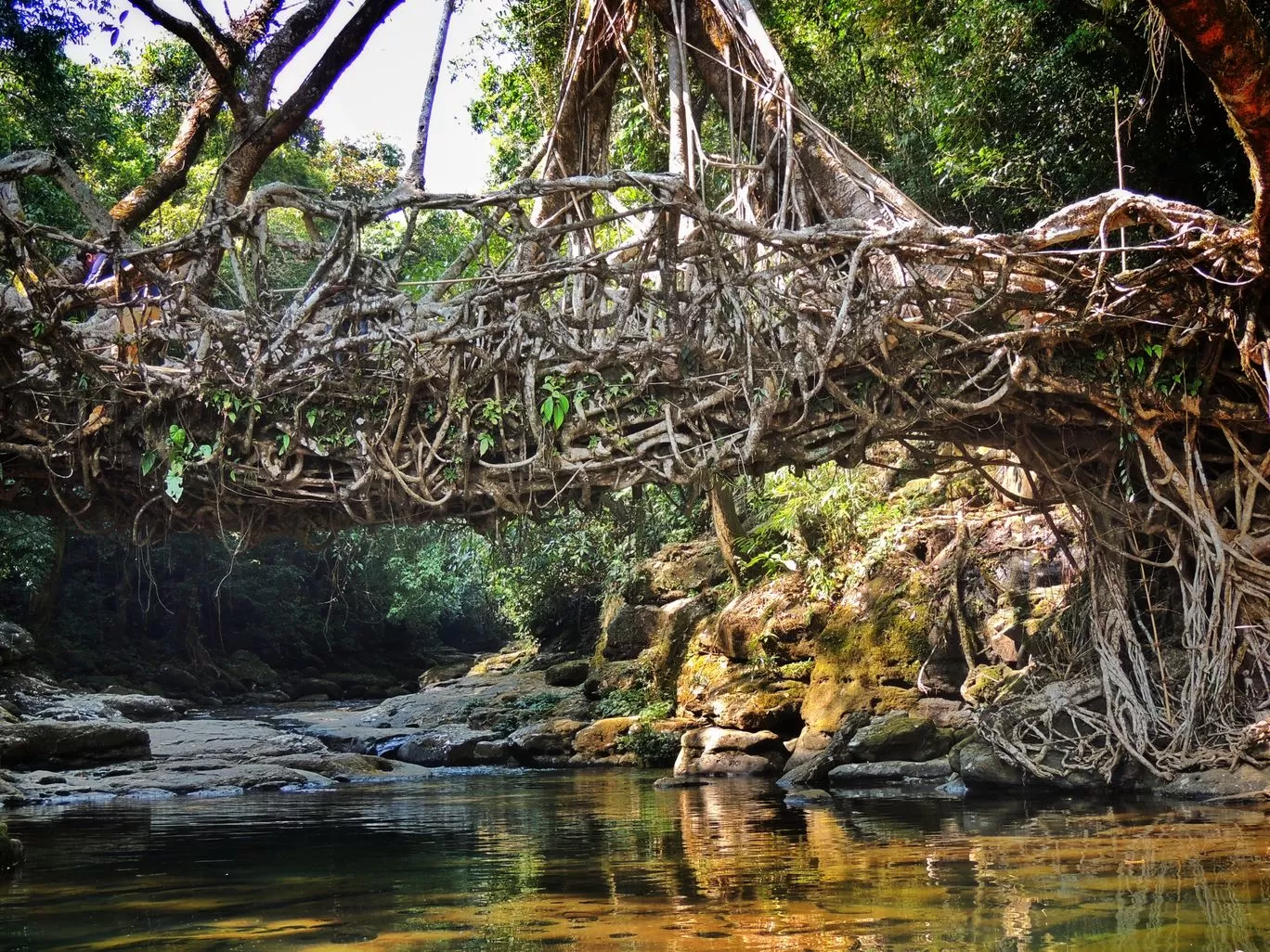Photo of Living Root Bridge By pshrutika