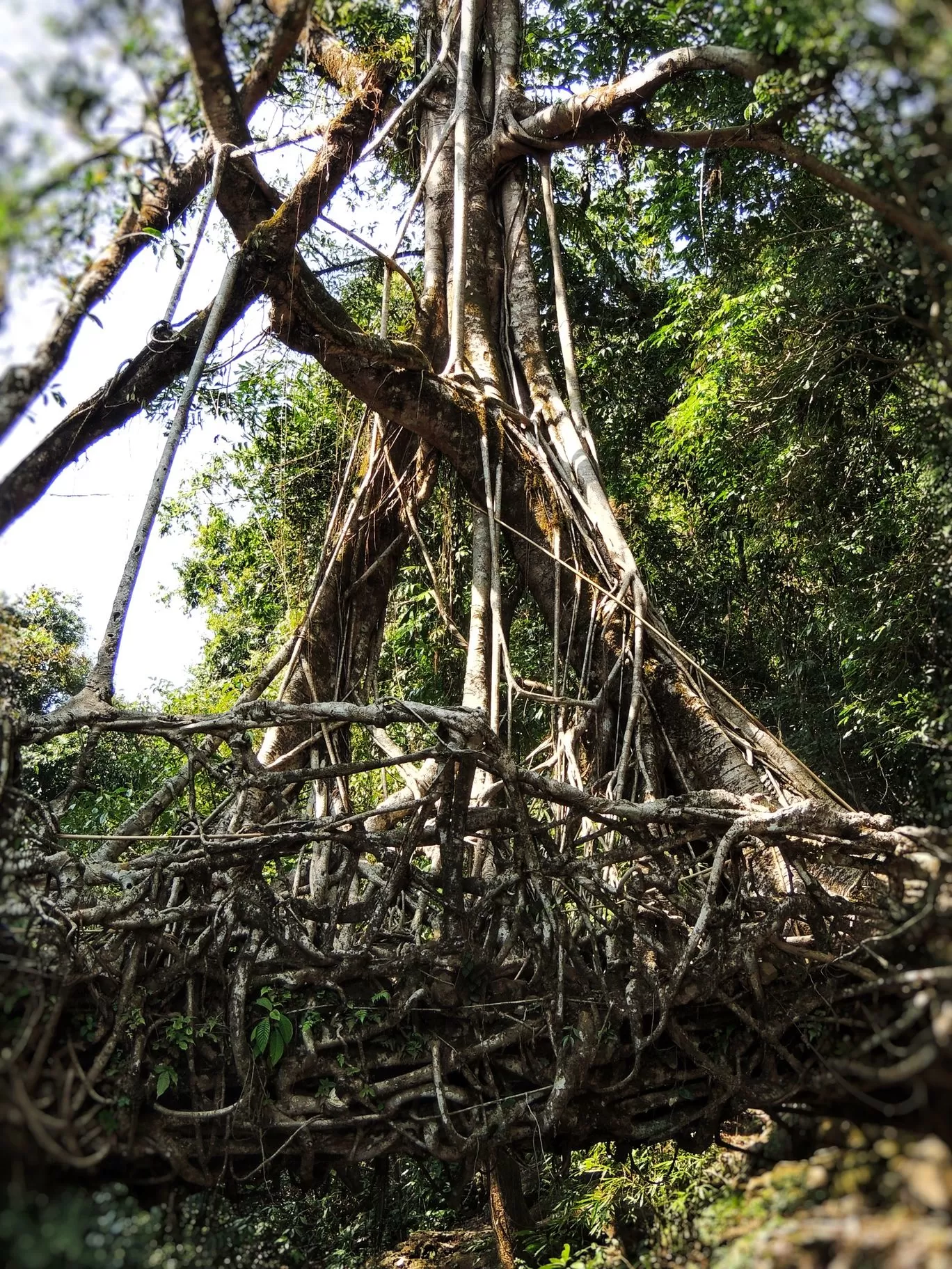Photo of Living Root Bridge By pshrutika