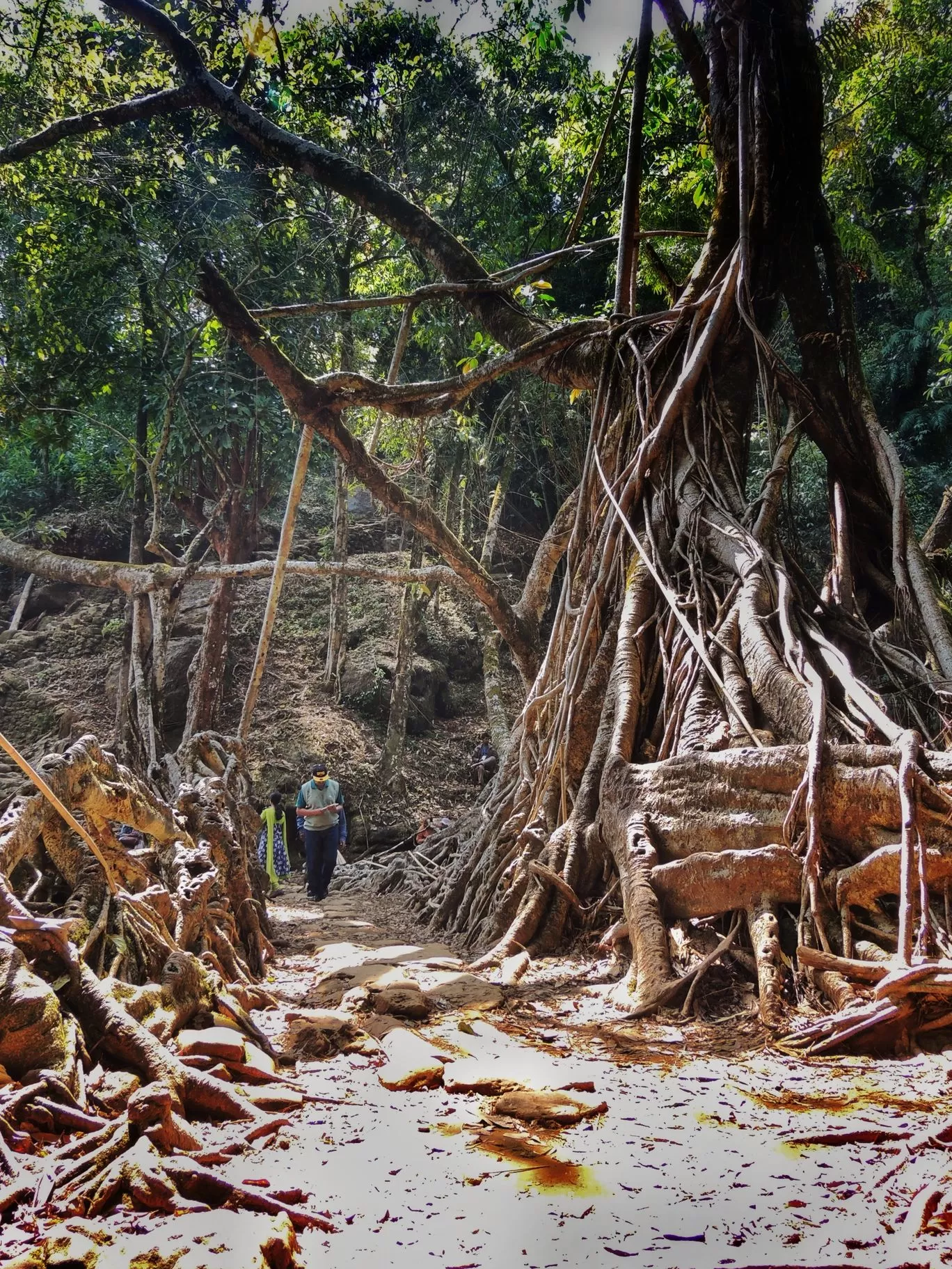 Photo of Living Root Bridge By pshrutika