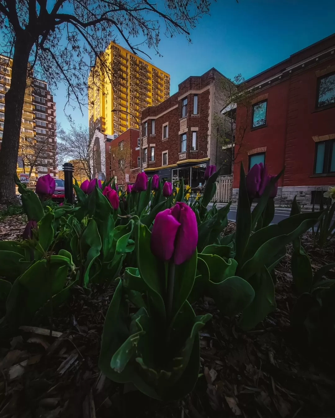 Photo of Montreal By Anindya Das