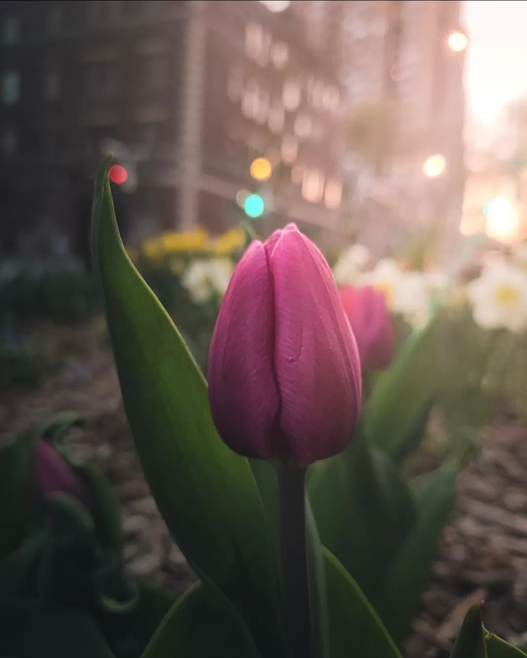 Photo of Montreal By Anindya Das