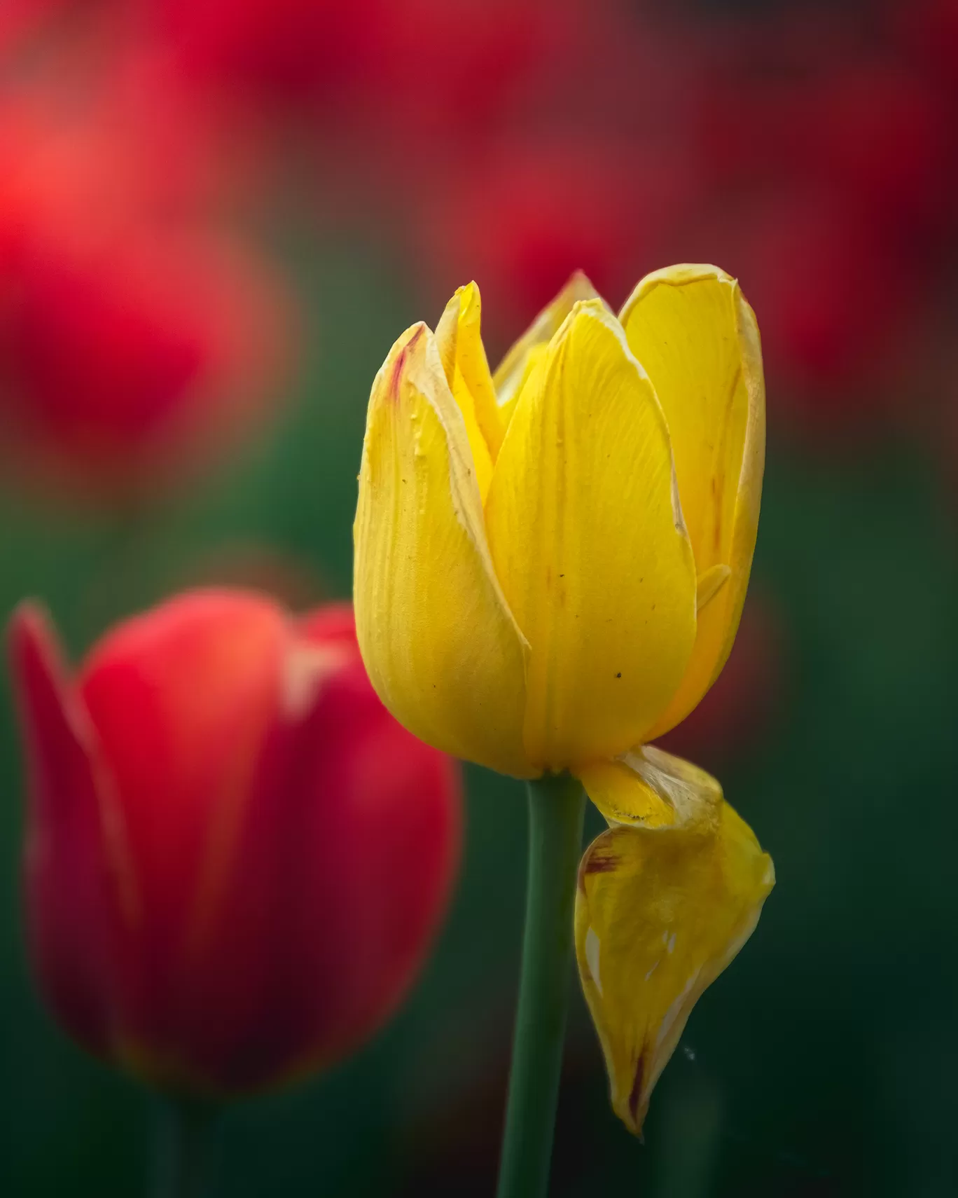 Photo of Laval By Anindya Das