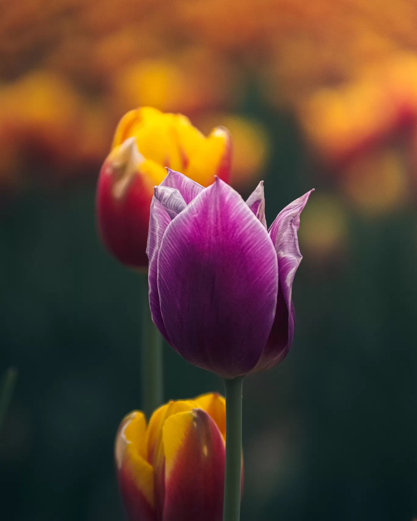 Photo of Laval By Anindya Das