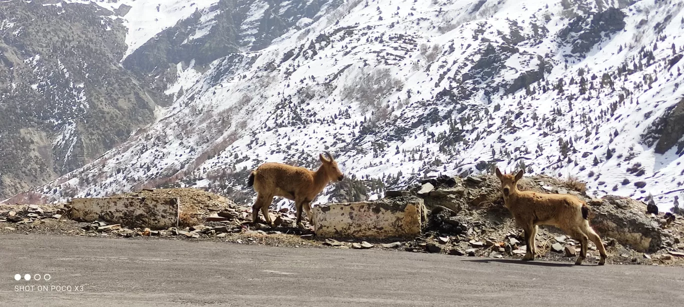 Photo of Himachal Pradesh#keylong, jispa, sissu, kinnaur, kaza, lahul, spiti By Abhishek Lal