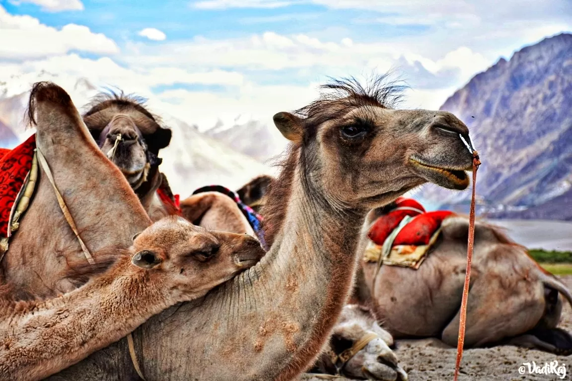 Photo of LEH LADAKH By Vadi Raj