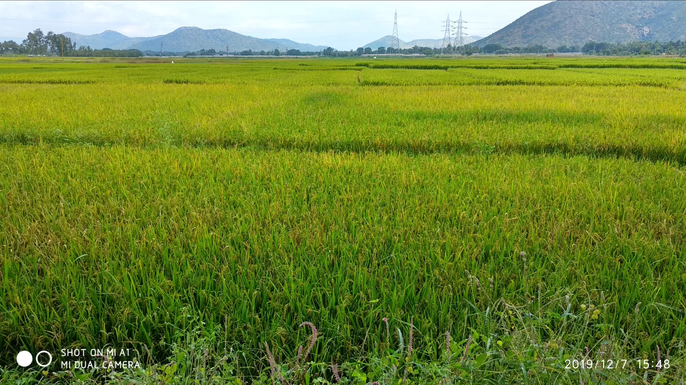 Photo of Male Mahadeshwara Hills By Ajit Katte