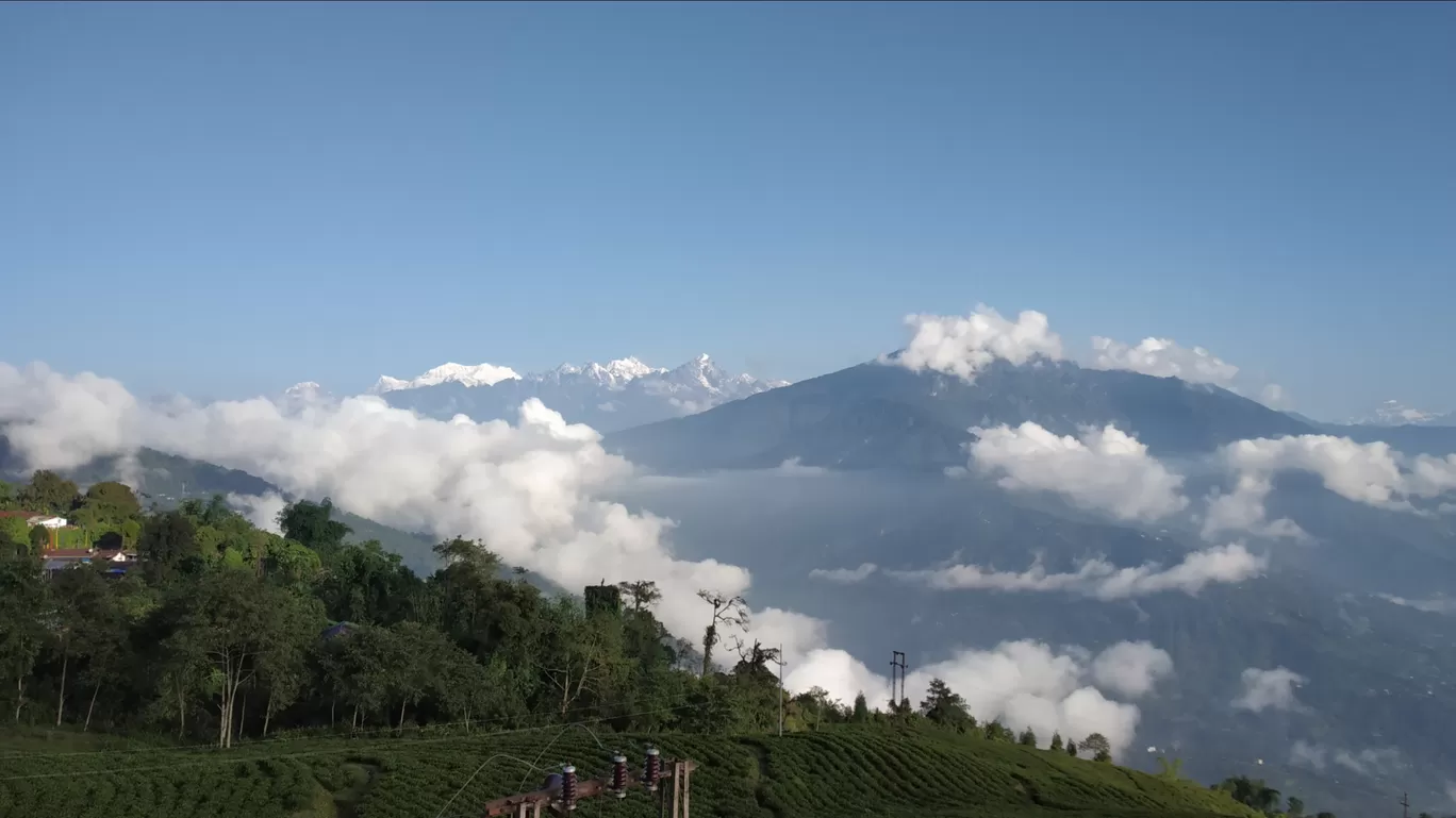 Photo of Temi Tea Garden By Tridib Choudhury 