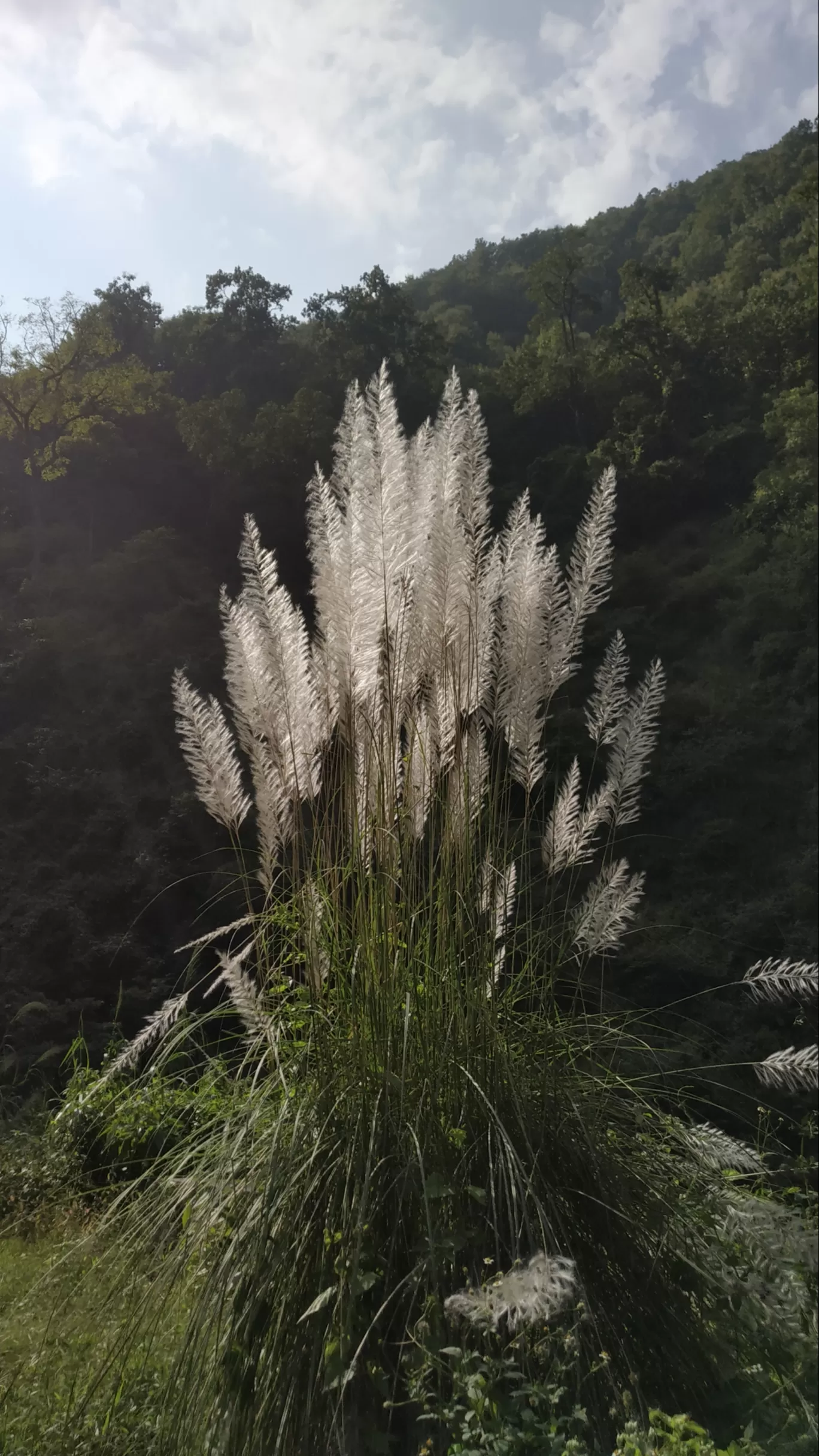 Photo of Temi Tea Garden By Tridib Choudhury 