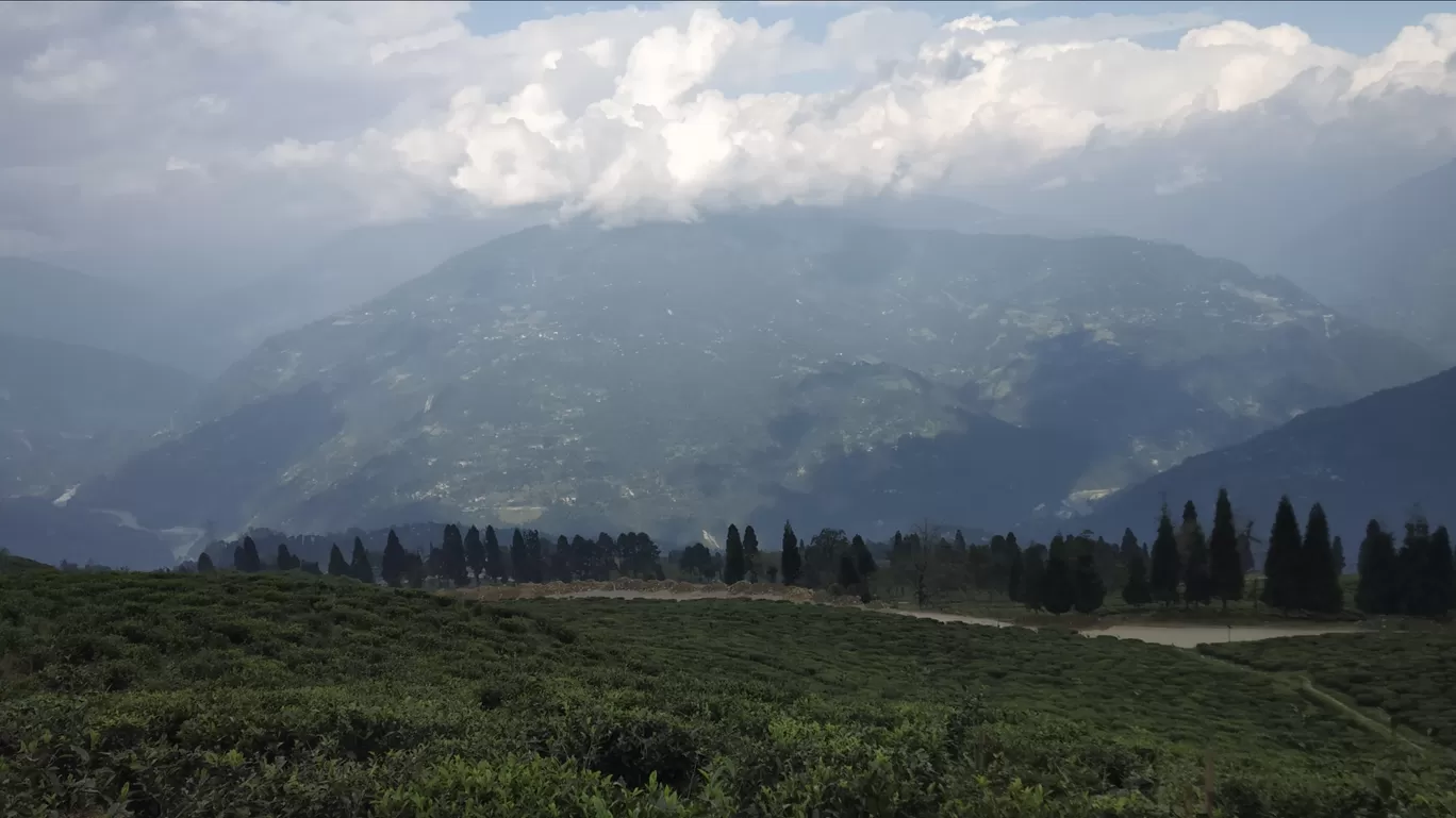 Photo of Temi Tea Garden By Tridib Choudhury 