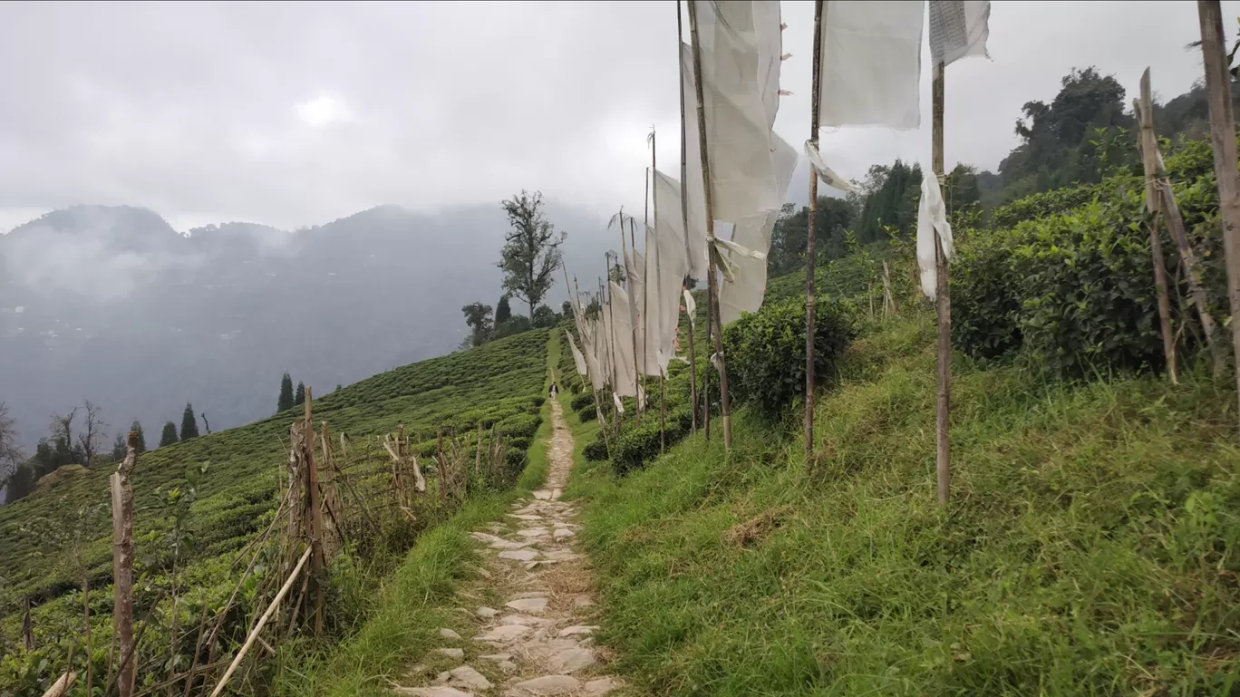 Photo of Temi Tea Garden By Tridib Choudhury 