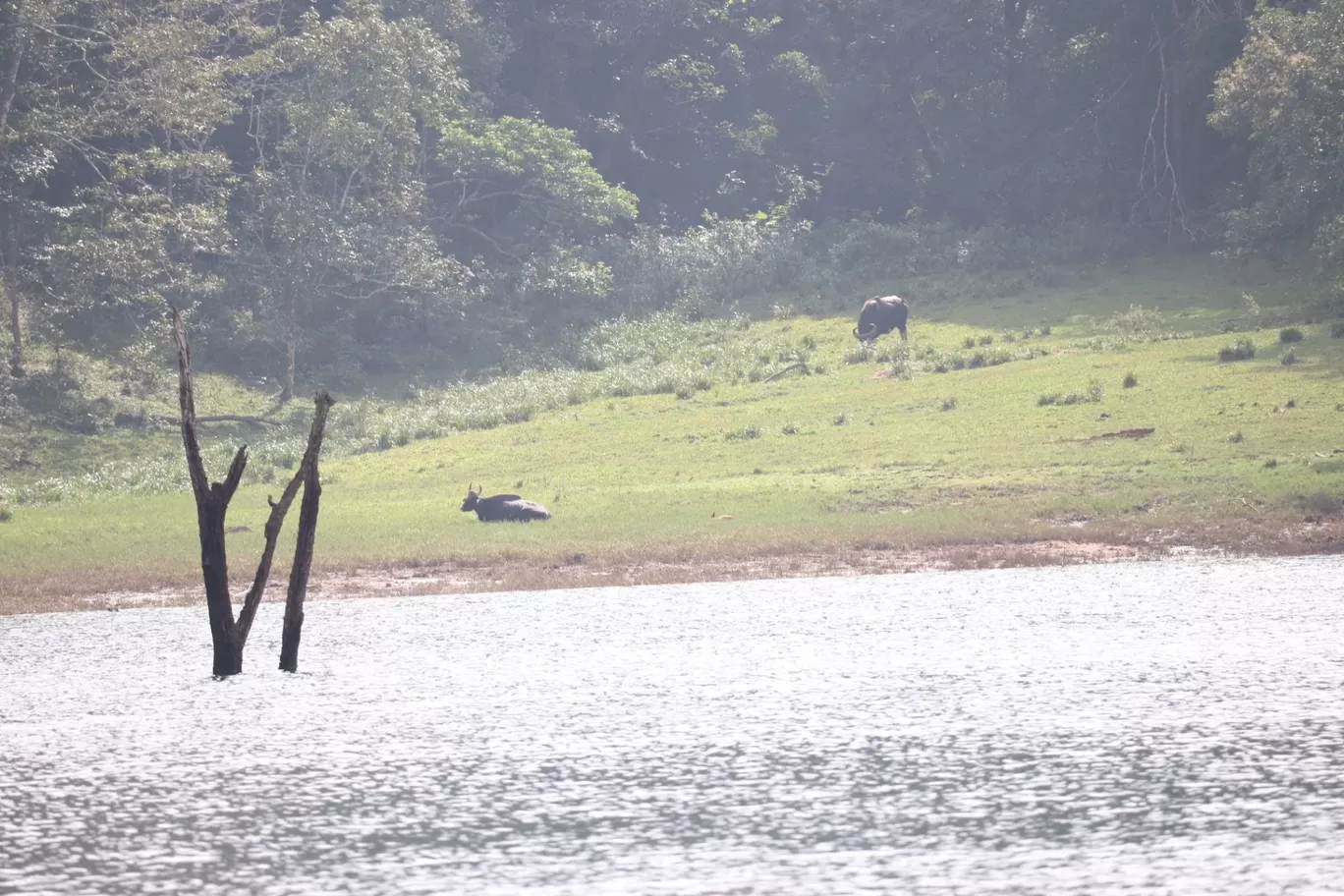 Photo of Periyar Tiger Reserve By Muthuvel Kalaivanan