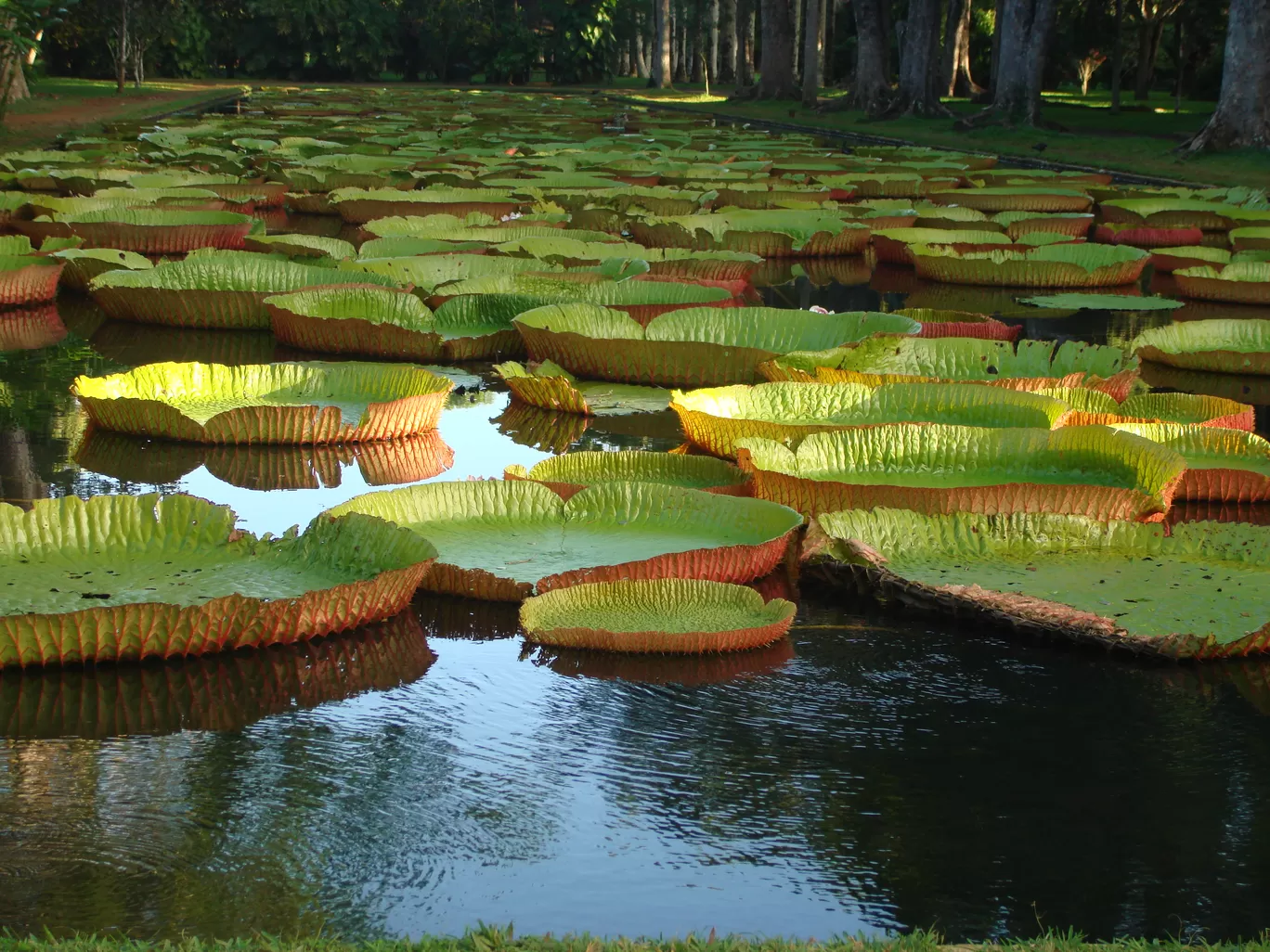 Photo of Mauritius By Reshu Agarwal