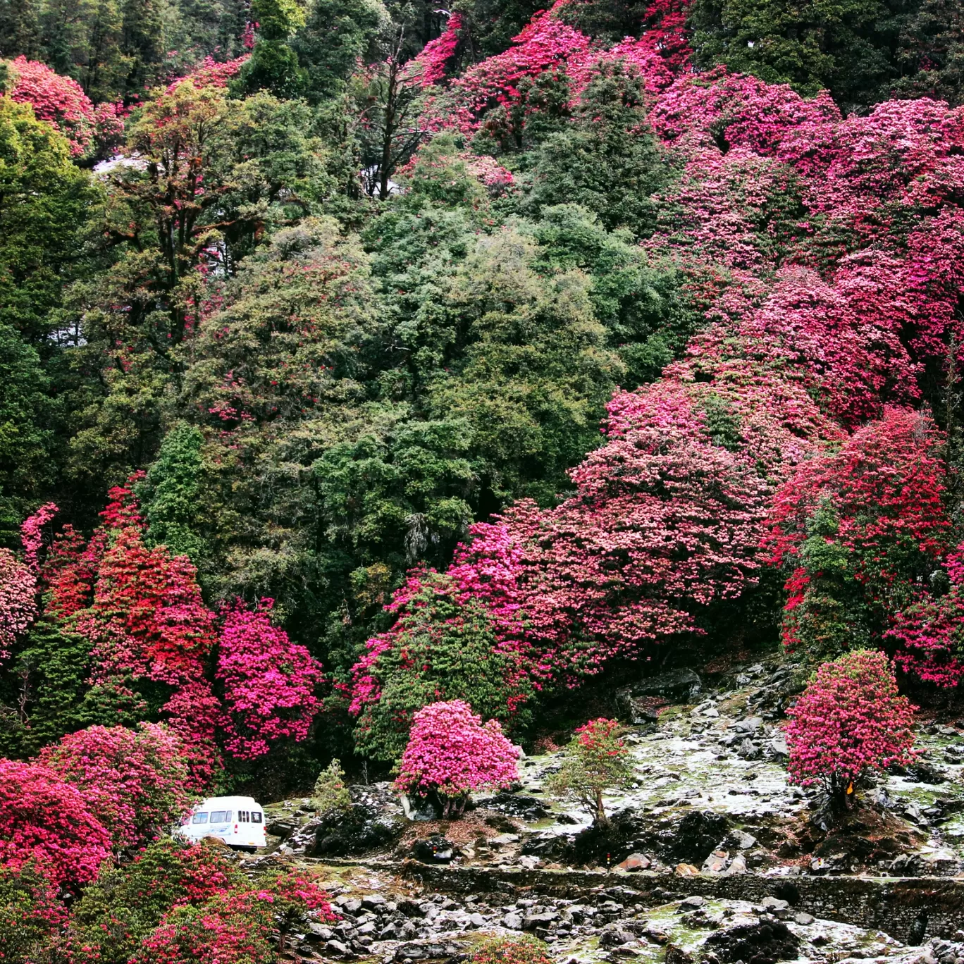 Photo of Chopta Valley By rajenikhil