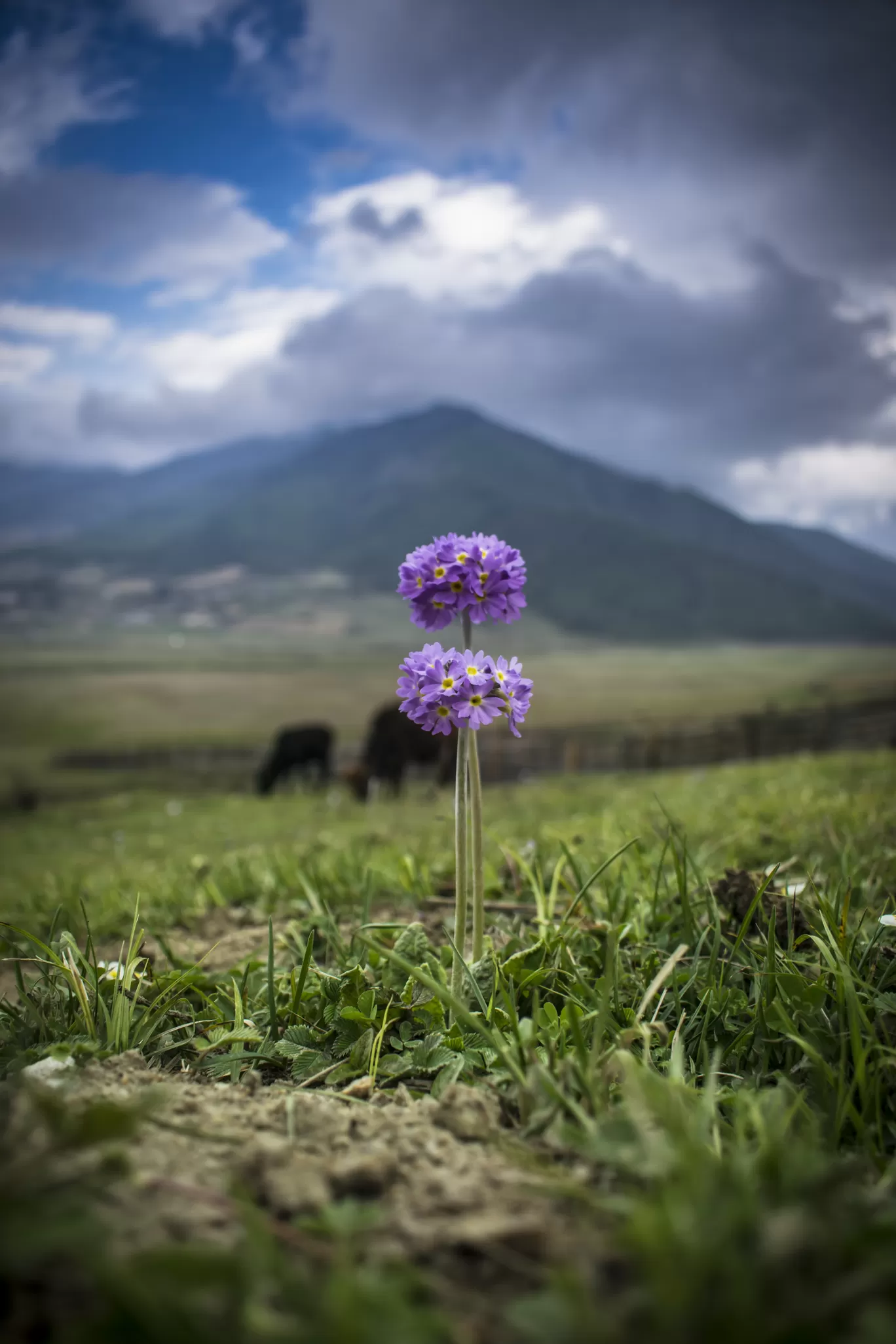 Photo of Phobjikha Valley By Debarup Mukherjee