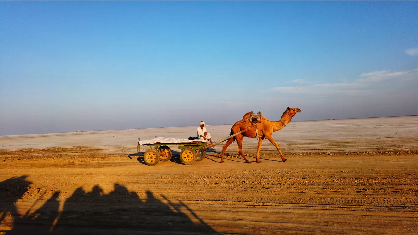 Photo of White Rann By Srabani Chakroborty
