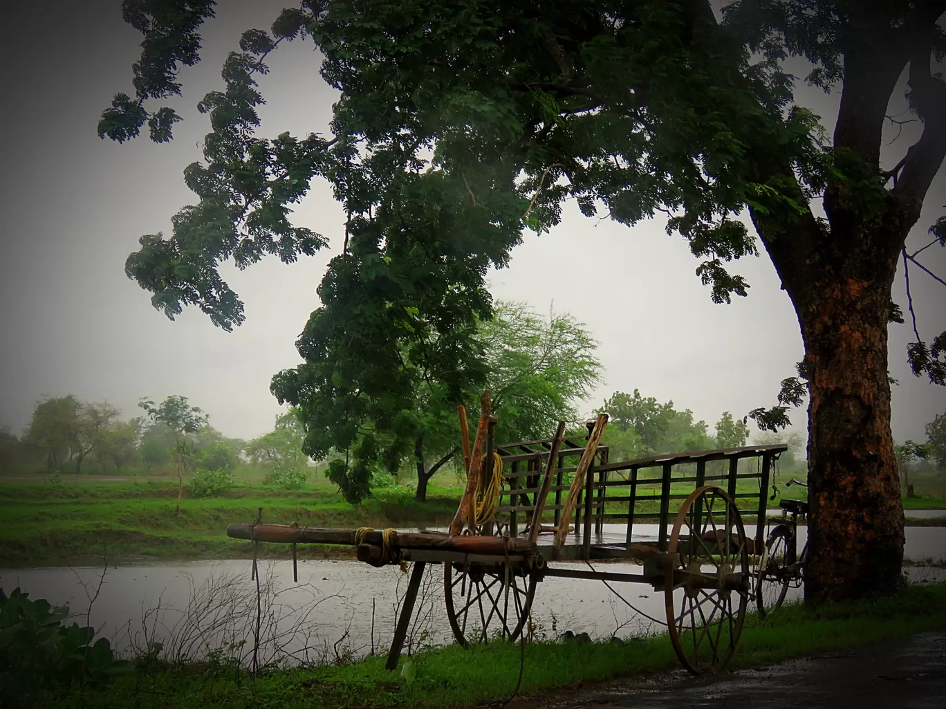 Photo of Tadoba National Park By kriti arora