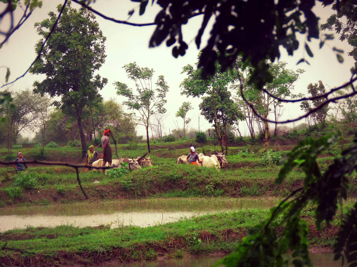 Photo of Tadoba National Park By kriti arora